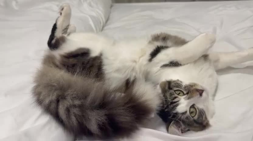 Domestic Shorthair cats for adoption: Leo - Adopt from Cats in Crisis East Ldn - Video 1
