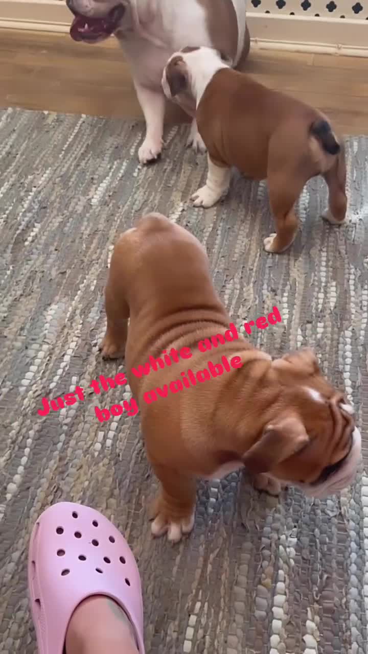 English Bulldog dogs for sale: Kc reg  1 White & Red boy only fully vaccinated  - Video 1