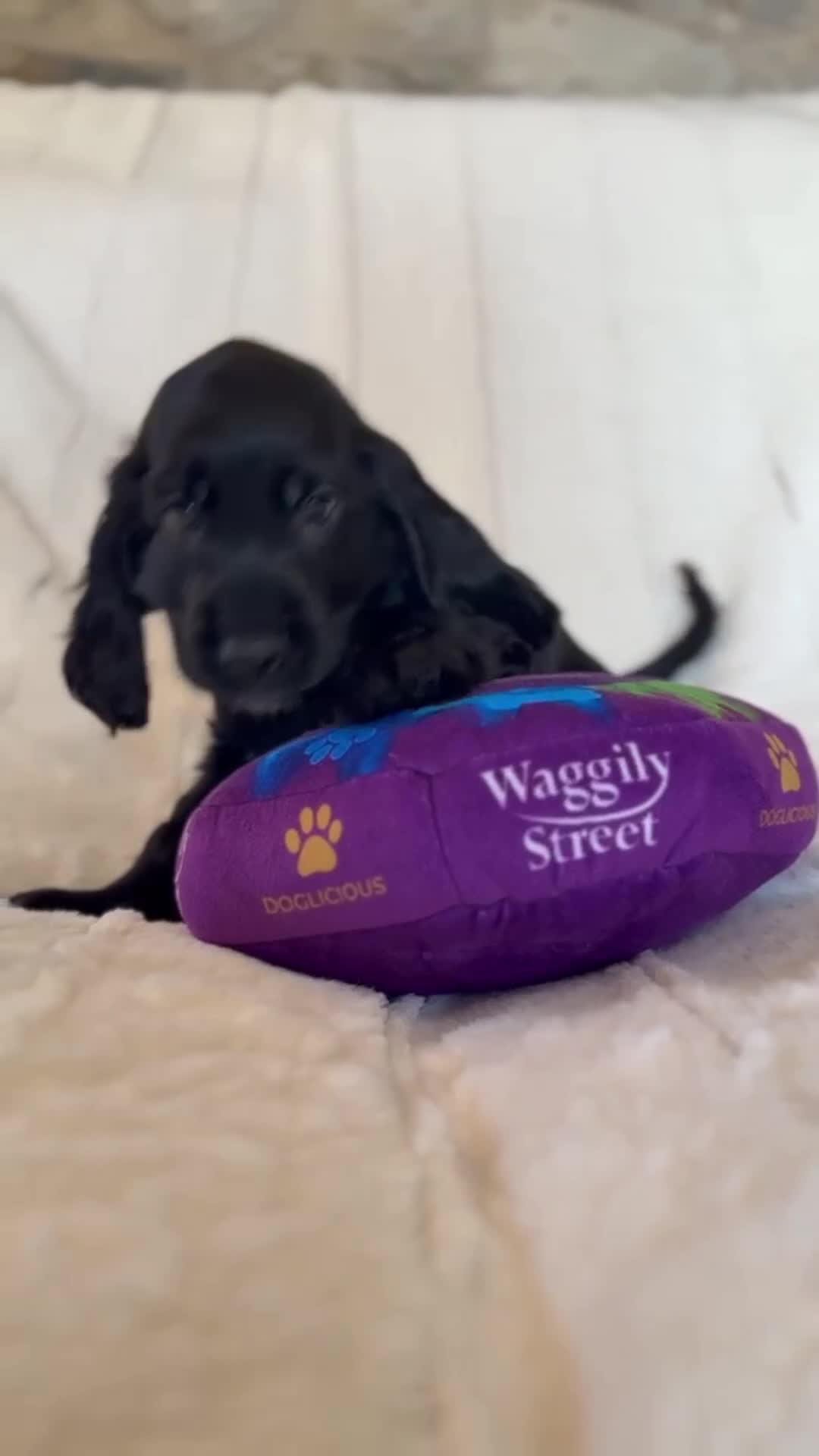 Cocker Spaniel dogs for sale: Health Tested KC Reg Showline Cocker Spaniel Pups - Video 3
