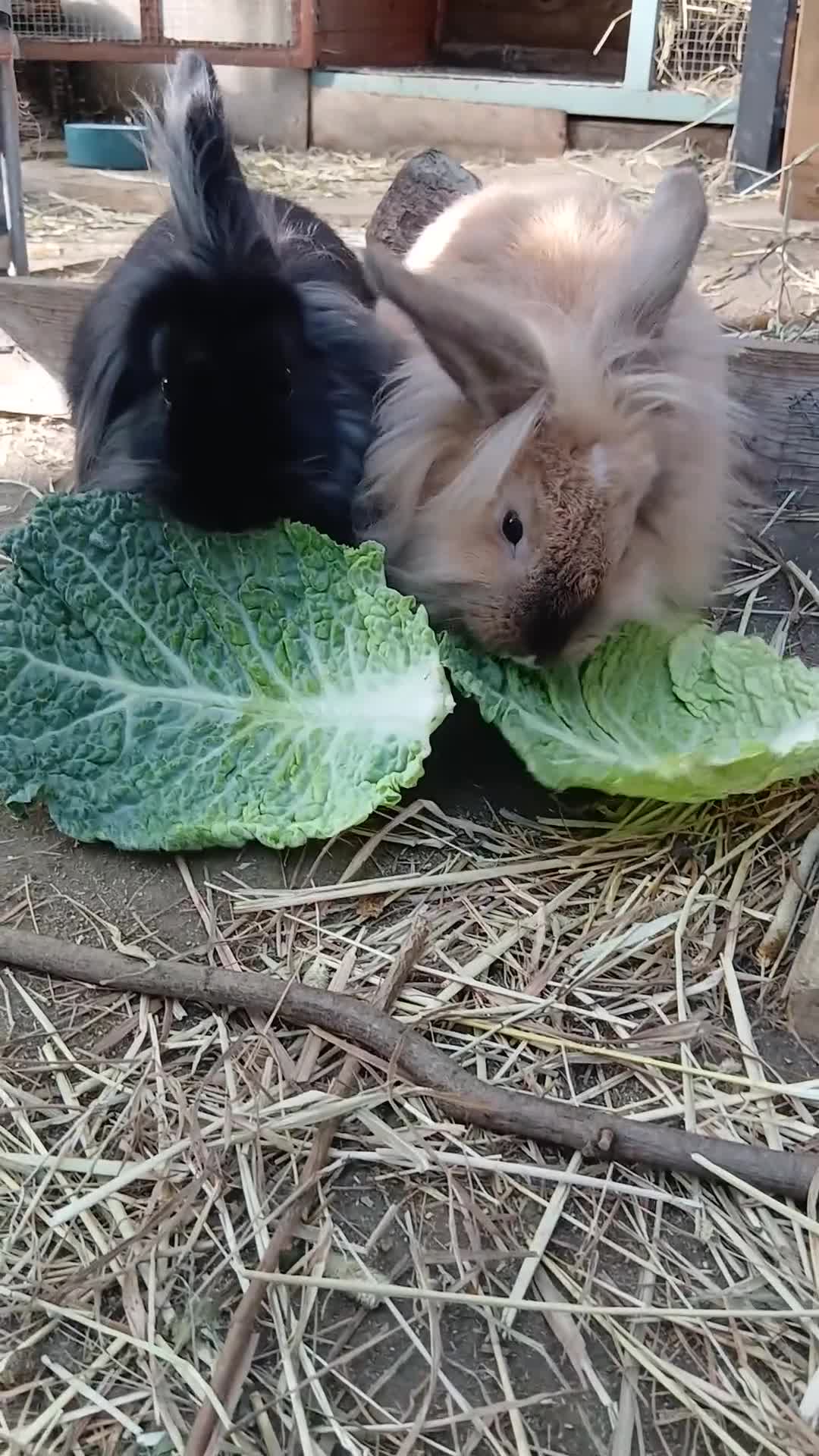 Mini Lion Lop rabbits for sale: Beautiful black Mini Lion Lop Doe – Ready now 🩷 - Video 1