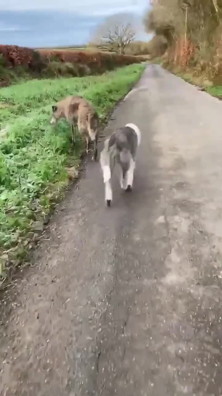 Irish Wolfhound dogs for adoption: Meet Peggy - URGENT - Foster or FVA  - Video 1