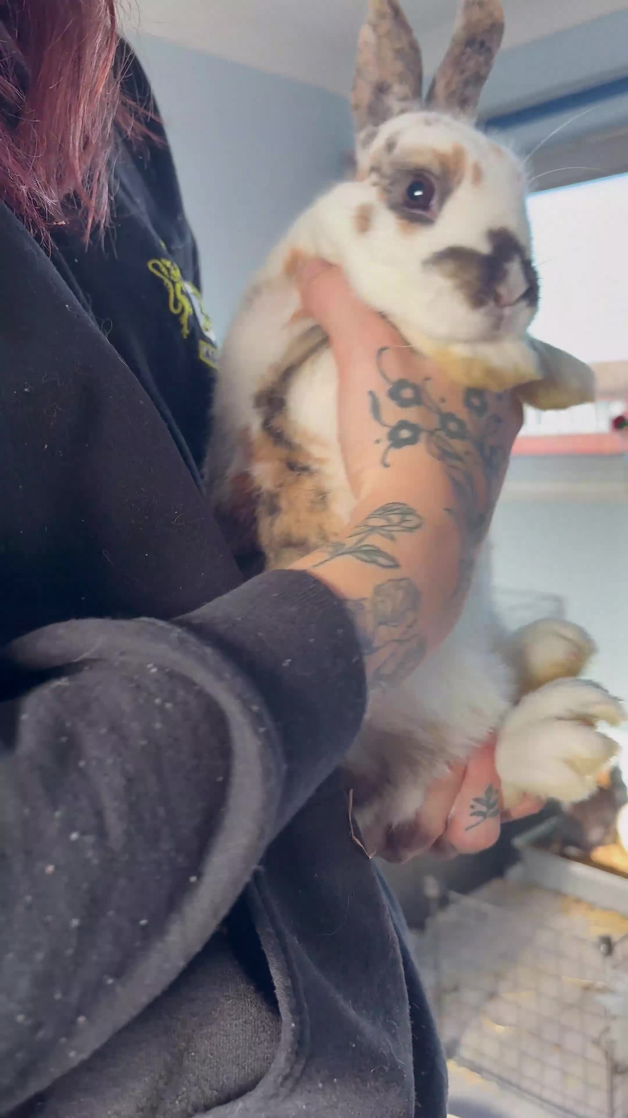 Mixed Breed rabbits for sale: 2 male Rex X netherland dwarf - Video 2