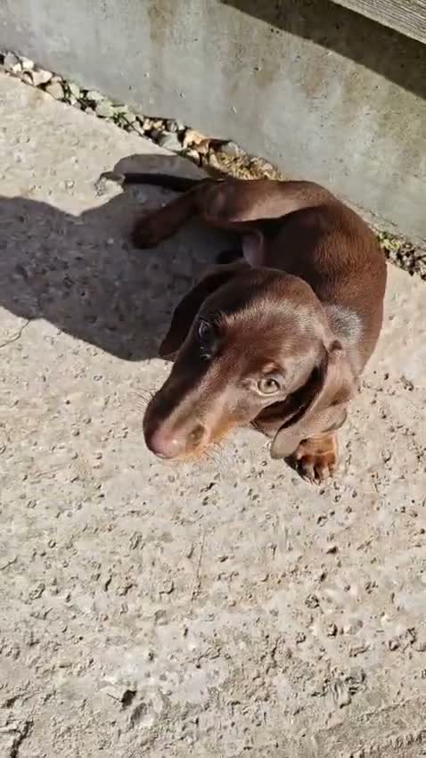 Dachshund dogs for sale: Male Smooth-Haired Dachshund Puppy - Video 1