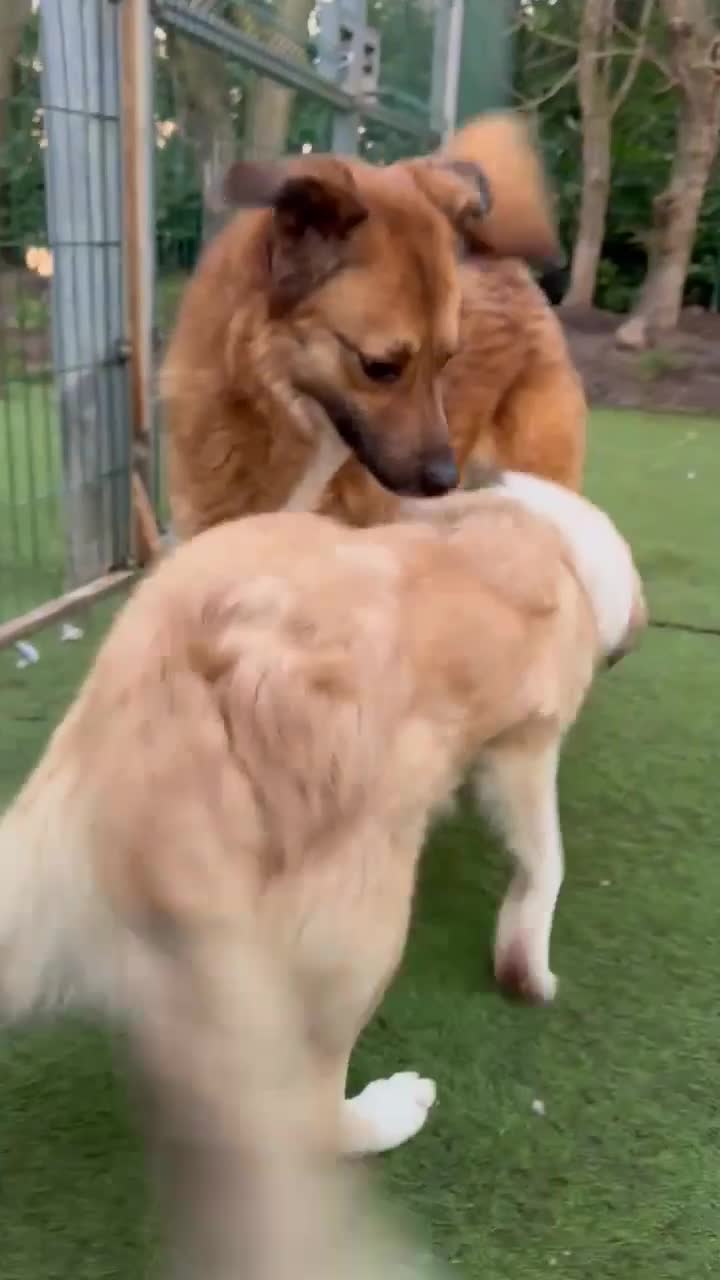 Mixed Breed dogs for adoption: Aladdin needs a loving home - Video 2
