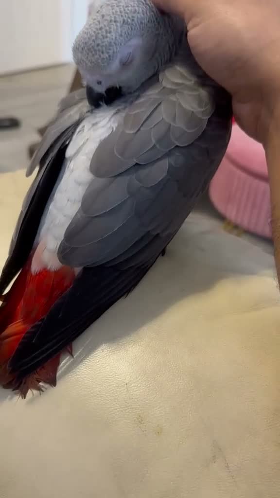 Parrots birds for sale: Head Reared African Grey 5 months old talking bird - Video 2