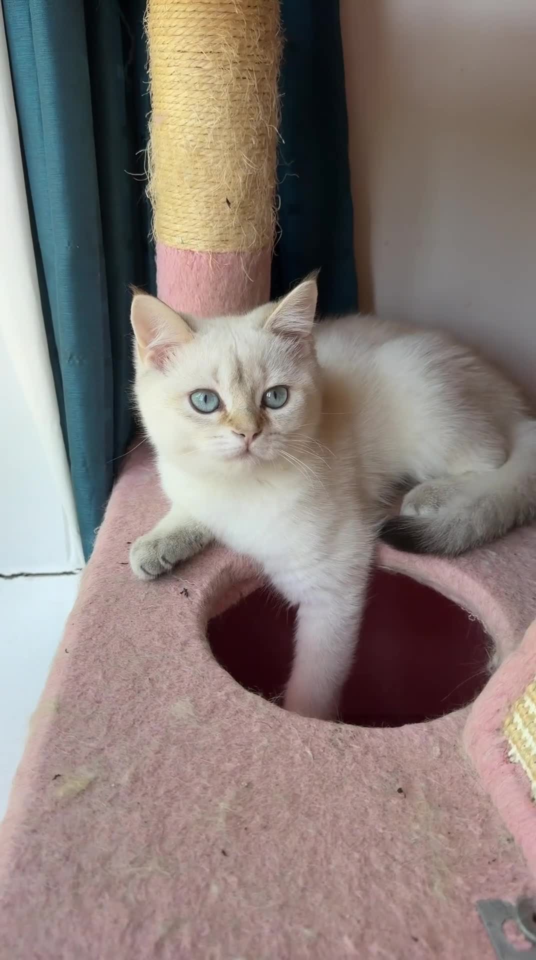 British Shorthair cats for sale: Gorgeous Golden & white British shorthair kitten - Video 2