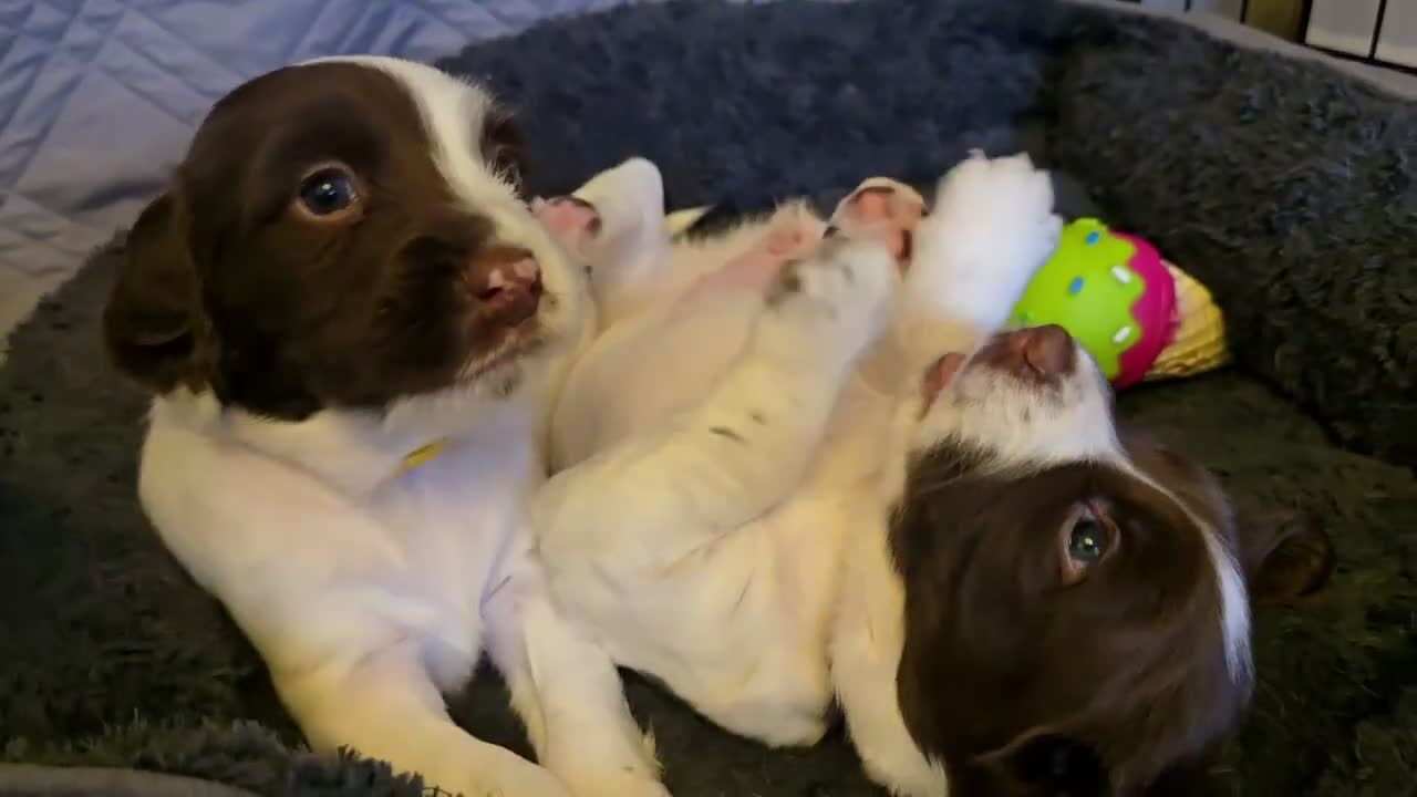 English Springer Spaniel dogs for sale: 💫Beautiful🐾KC💛 English Springer Spaniel Puppies - Video 2