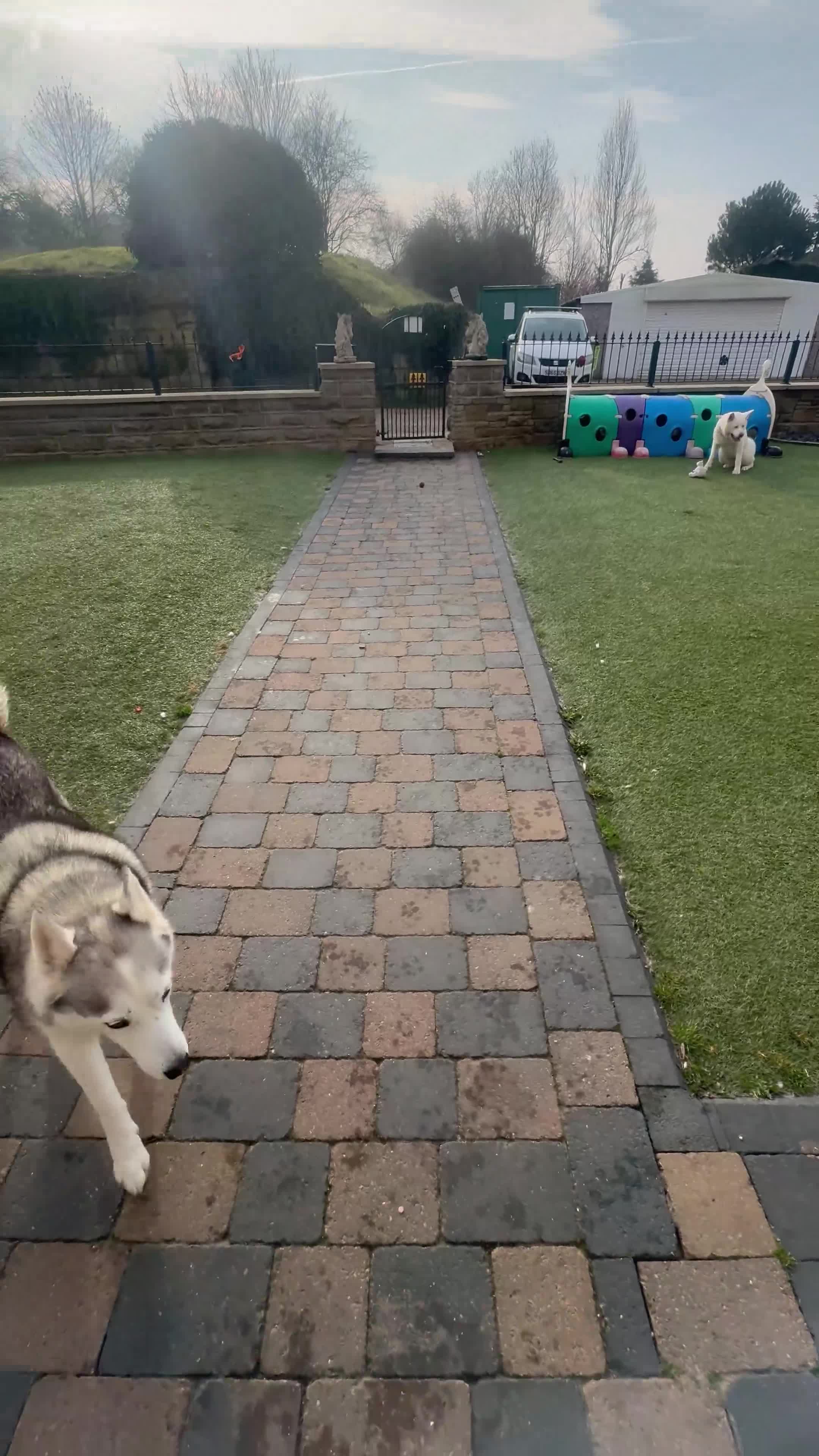 Siberian Husky dogs for sale: Siberian husky  - Video 2