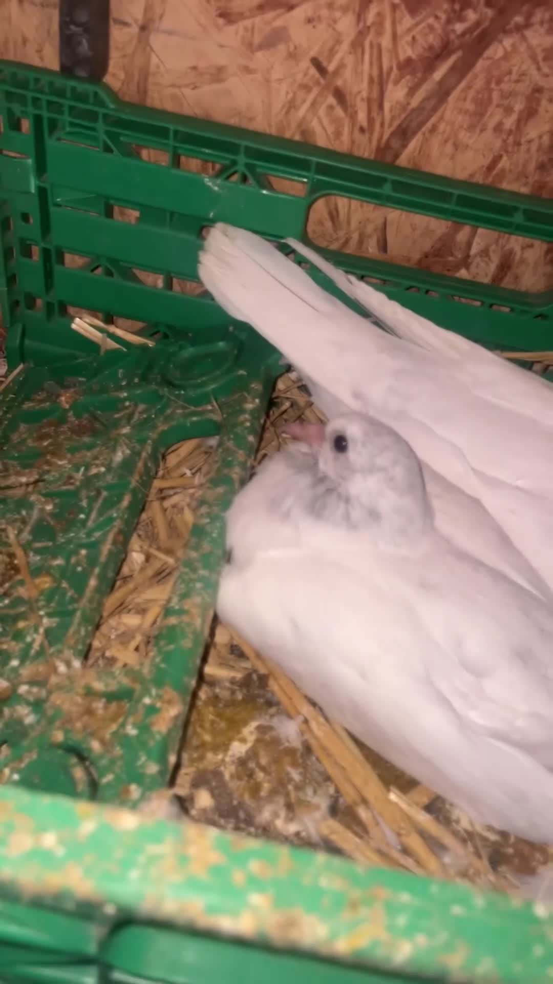Pigeons birds for sale: Young Pakistani high flyer pigeons for sale in Dewsbury - Video 1
