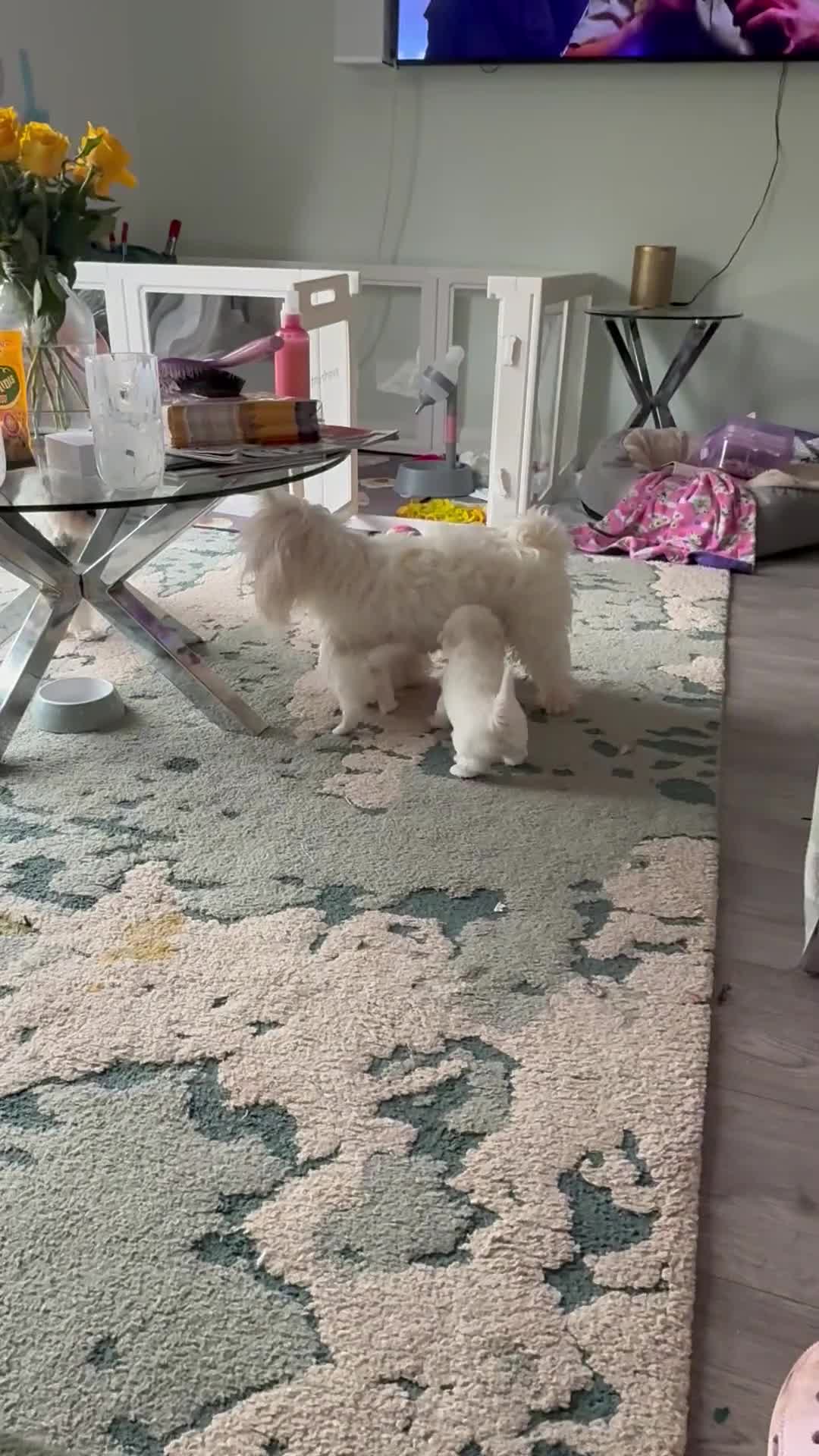 Maltese dogs for sale: Adorable KC Maltese puppies  - Video 2