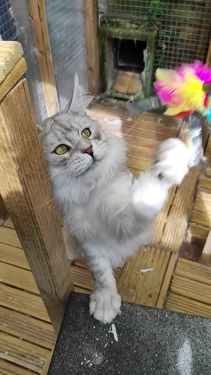Maine Coon cats for sale: Beautiful NEUTERED boy  - Video 1