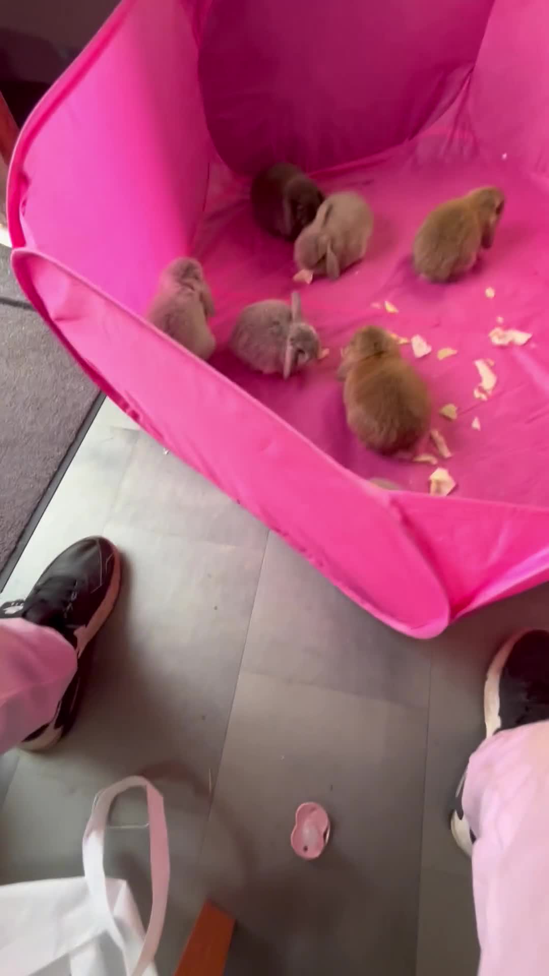 Mini Lop rabbits for sale: Pure Mini Lop Baby Rabbits  - Video 1