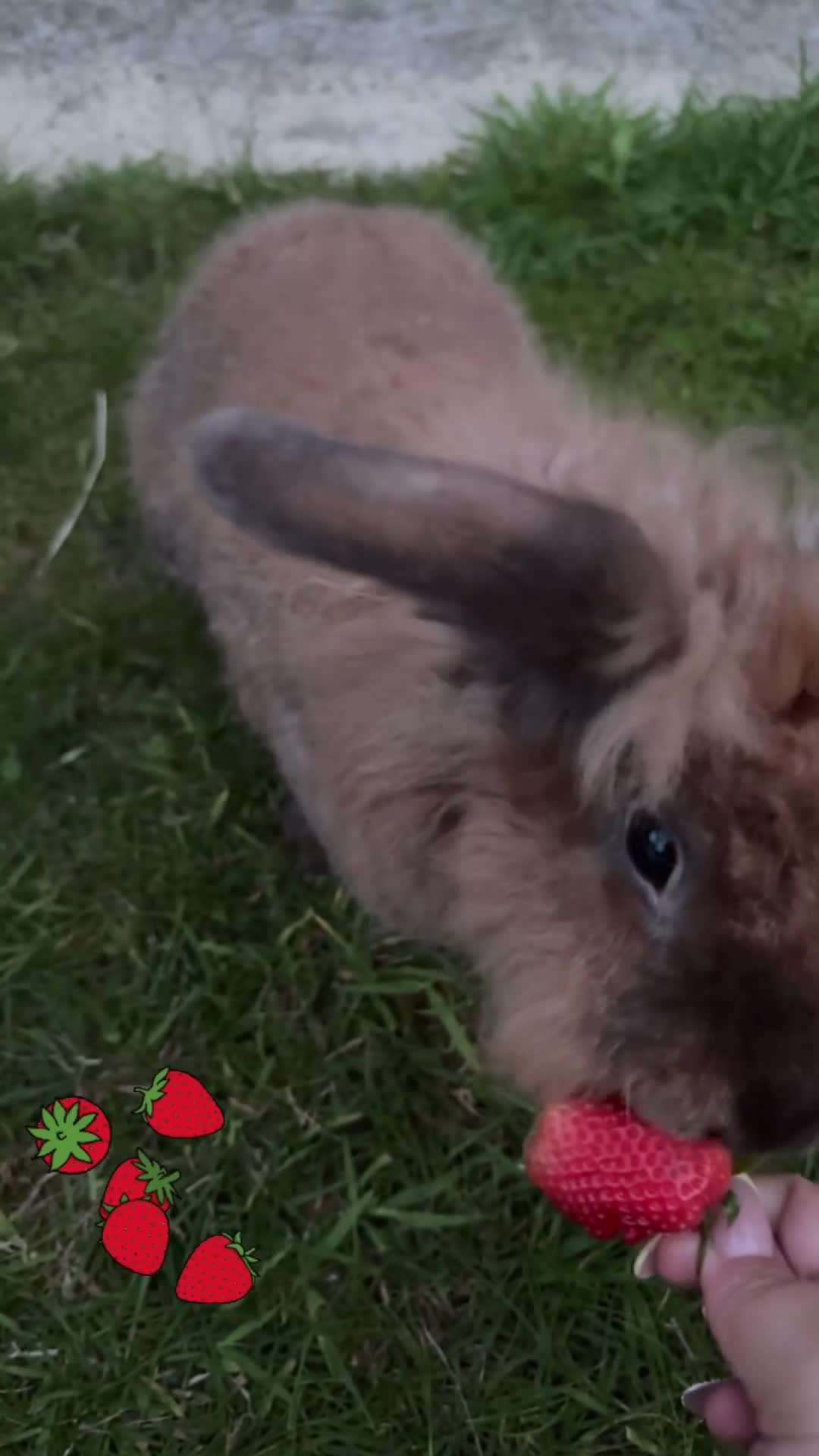 Mixed Breed rabbits for sale: 3Yr old Male & Female Rabbits - Video 1