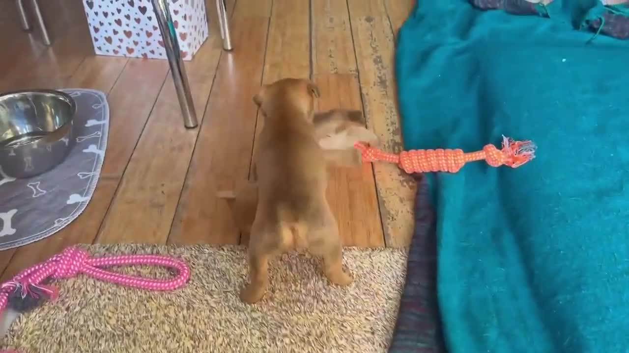 Mixed Breed dogs for adoption: Greta - Adorable Tiny Min Pin Mix Girl Pup  - Video 3