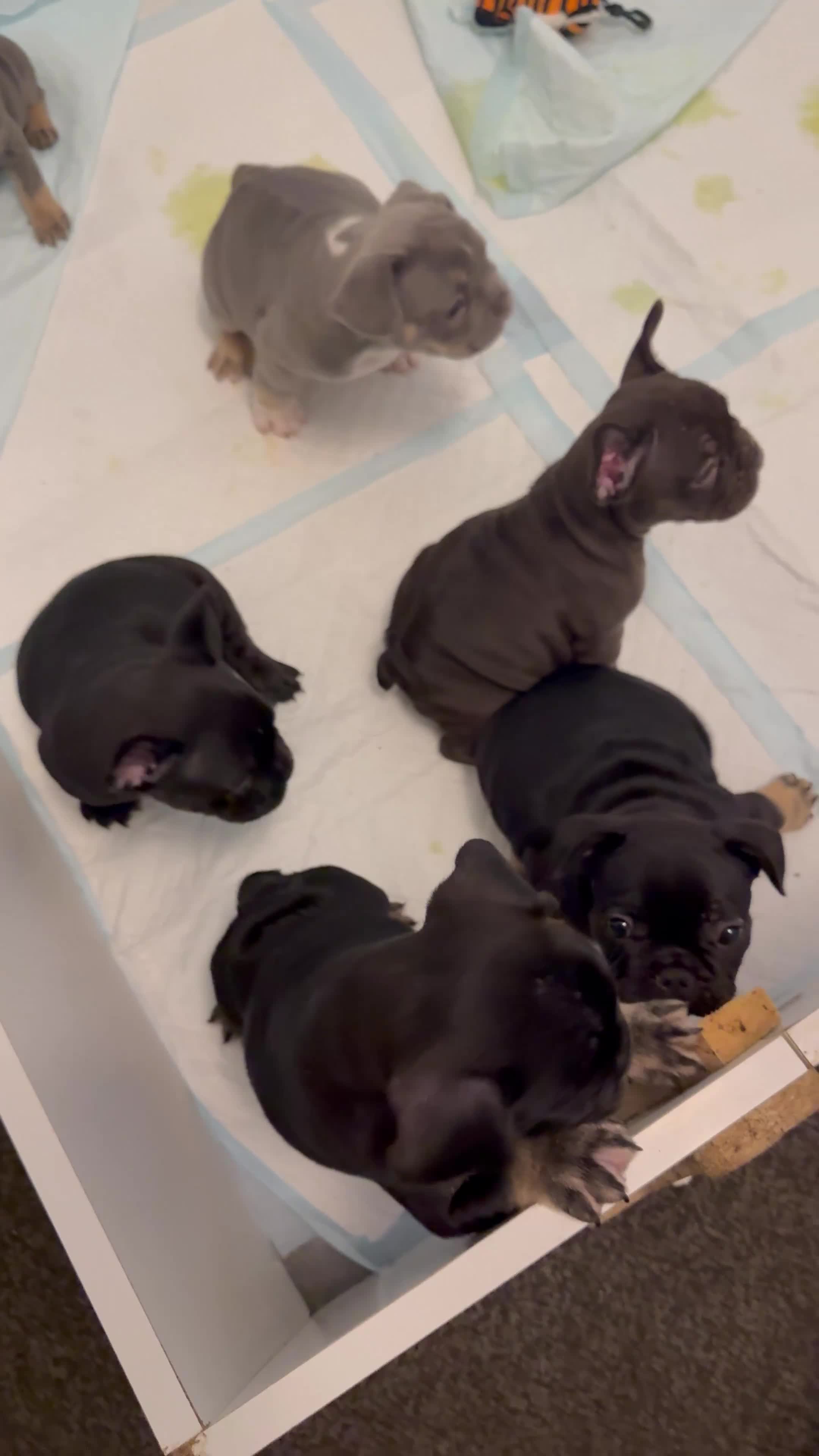 French Bulldog dogs for sale: French Bulldogs  - Video 2