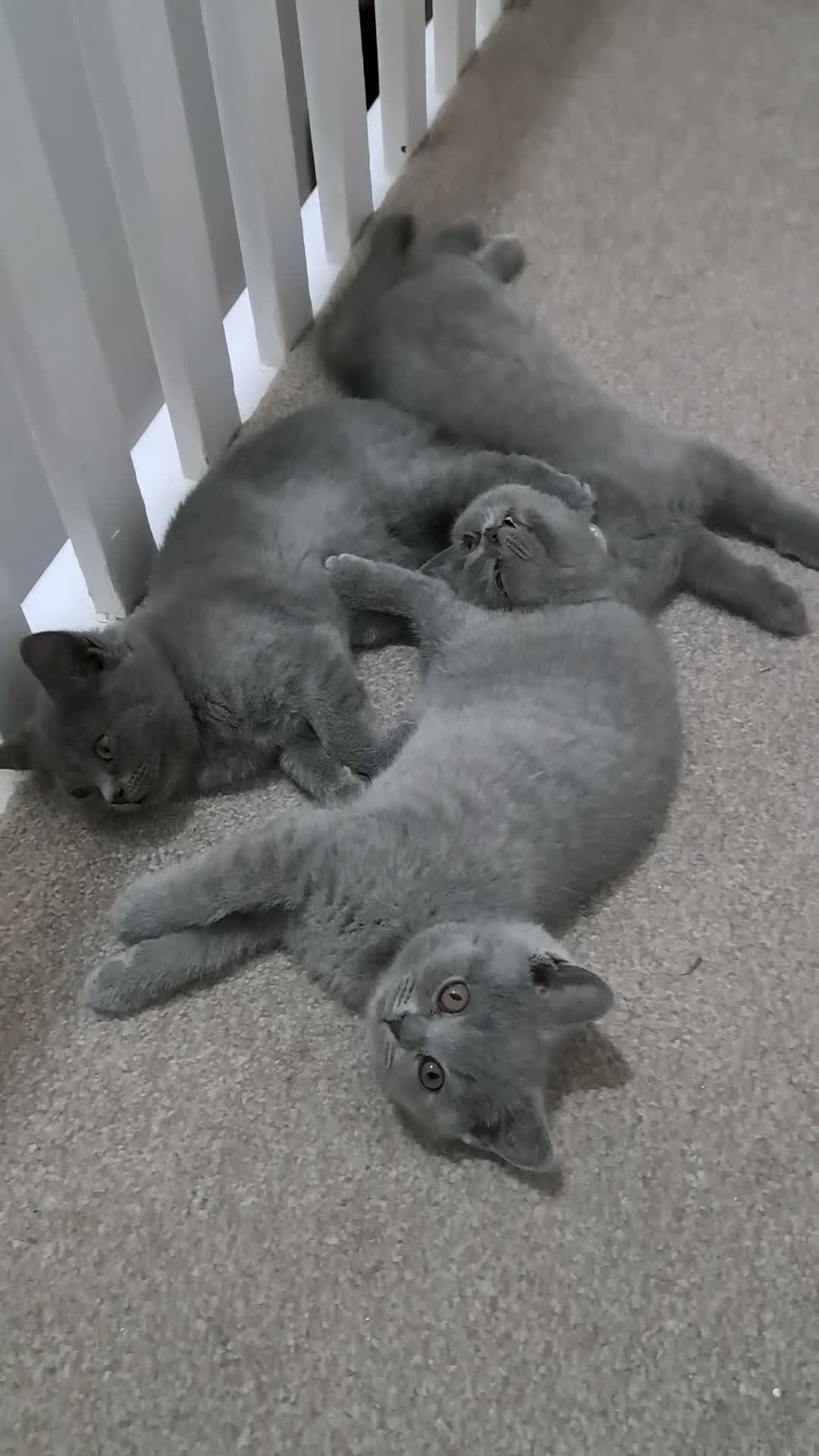 British Shorthair cats for sale: British Shorthair Blue female is ready to go  - Video 2