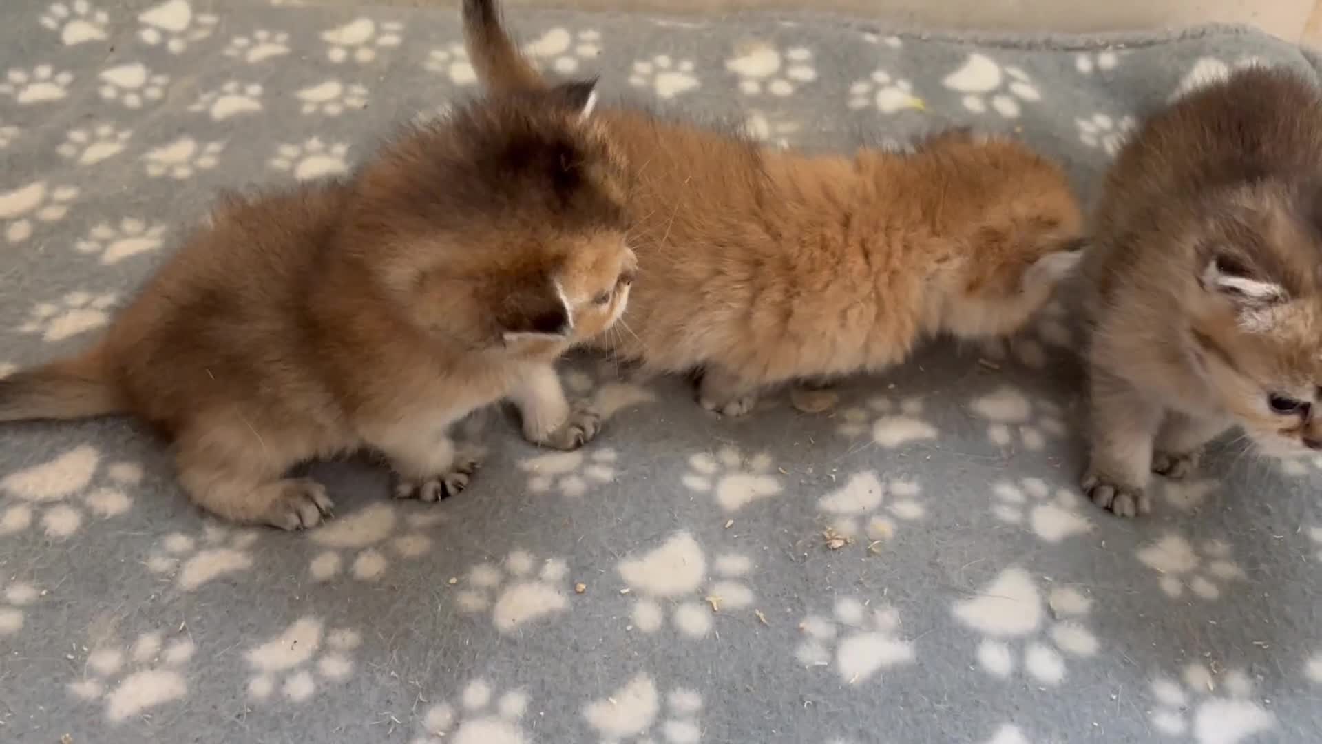 British Shorthair cats for sale: GCCF registered Golden BSH champion line, Boys - Video 1