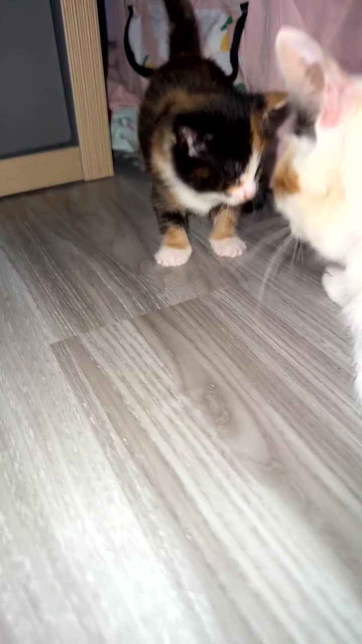 Mixed Breed cats for sale:  Beautiful tortoise shell half maincoon kittens  - Video 2