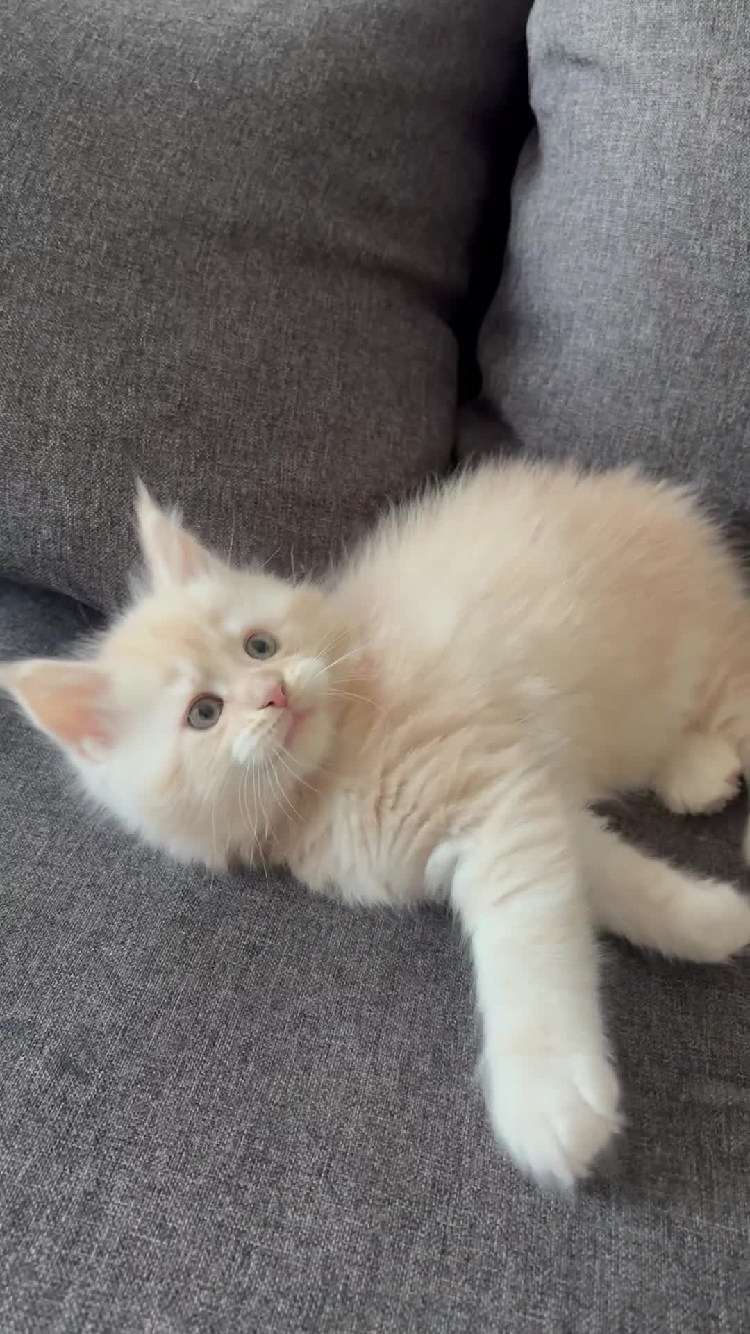 Maine Coon cats for sale: 🐾 Adorable Maine Coon Kittens Available! 🐾 - Video 1