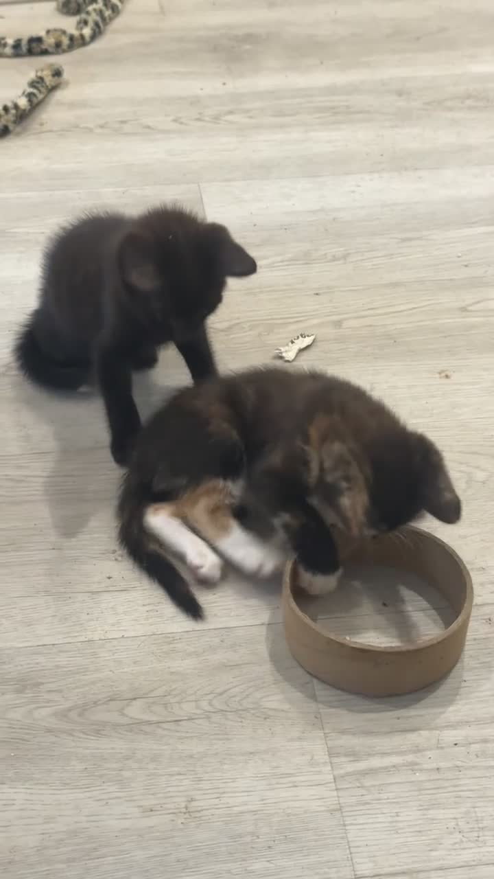 Mixed Breed cats for sale: 3 kittens for sale  - Video 1