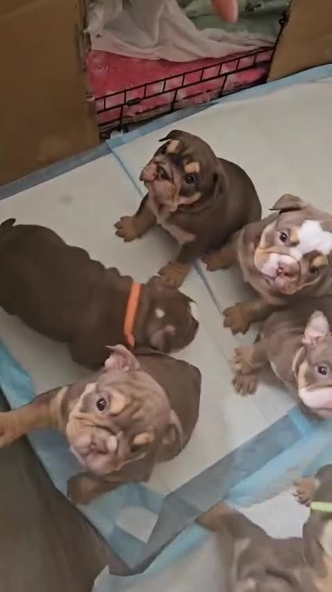 English Bulldog dogs for sale: English bull dogs  - Video 1