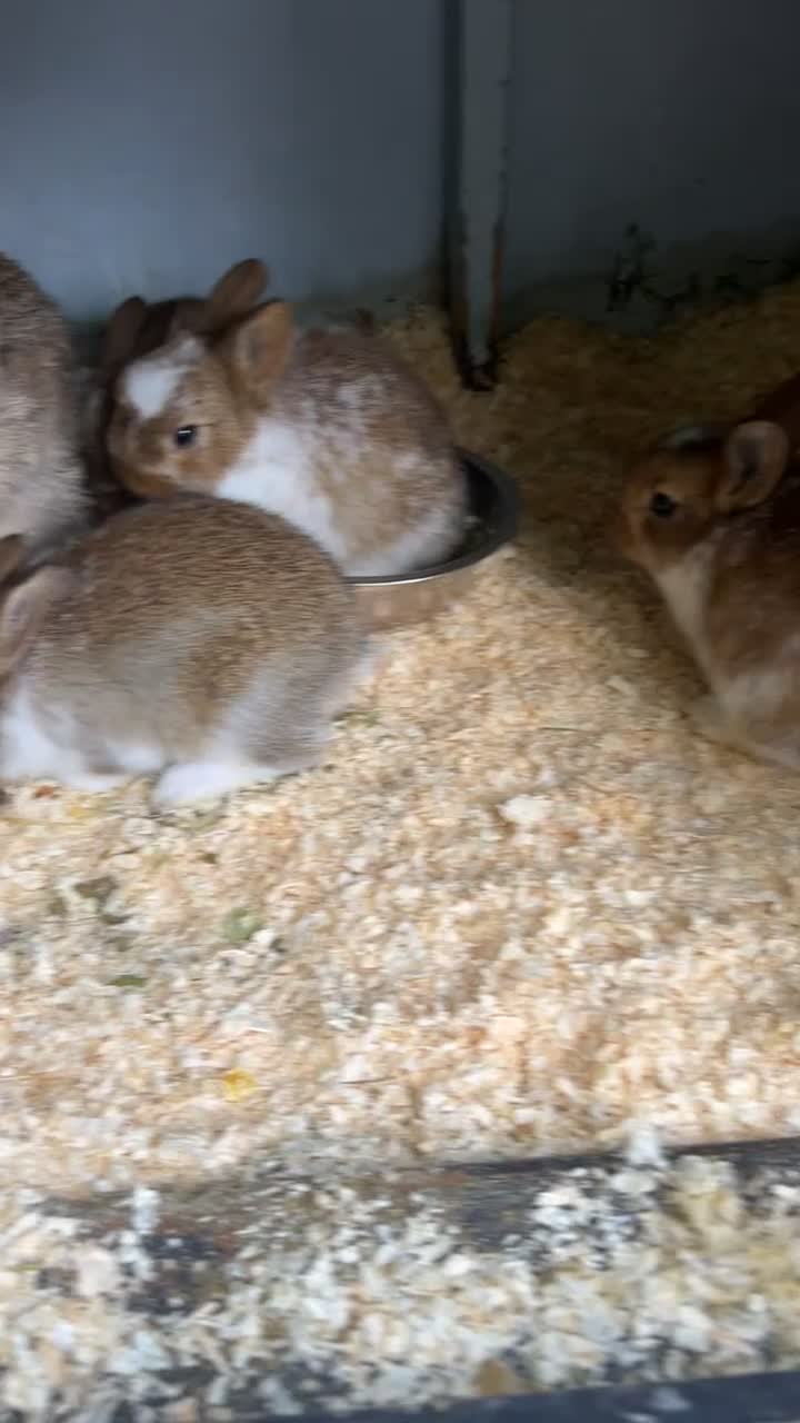 Netherland Dwarf rabbits for sale: baby rabbits.  - Video 1