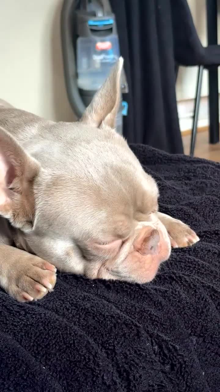 French Bulldog dogs for sale: 3 year old male French bulldog - Video 1