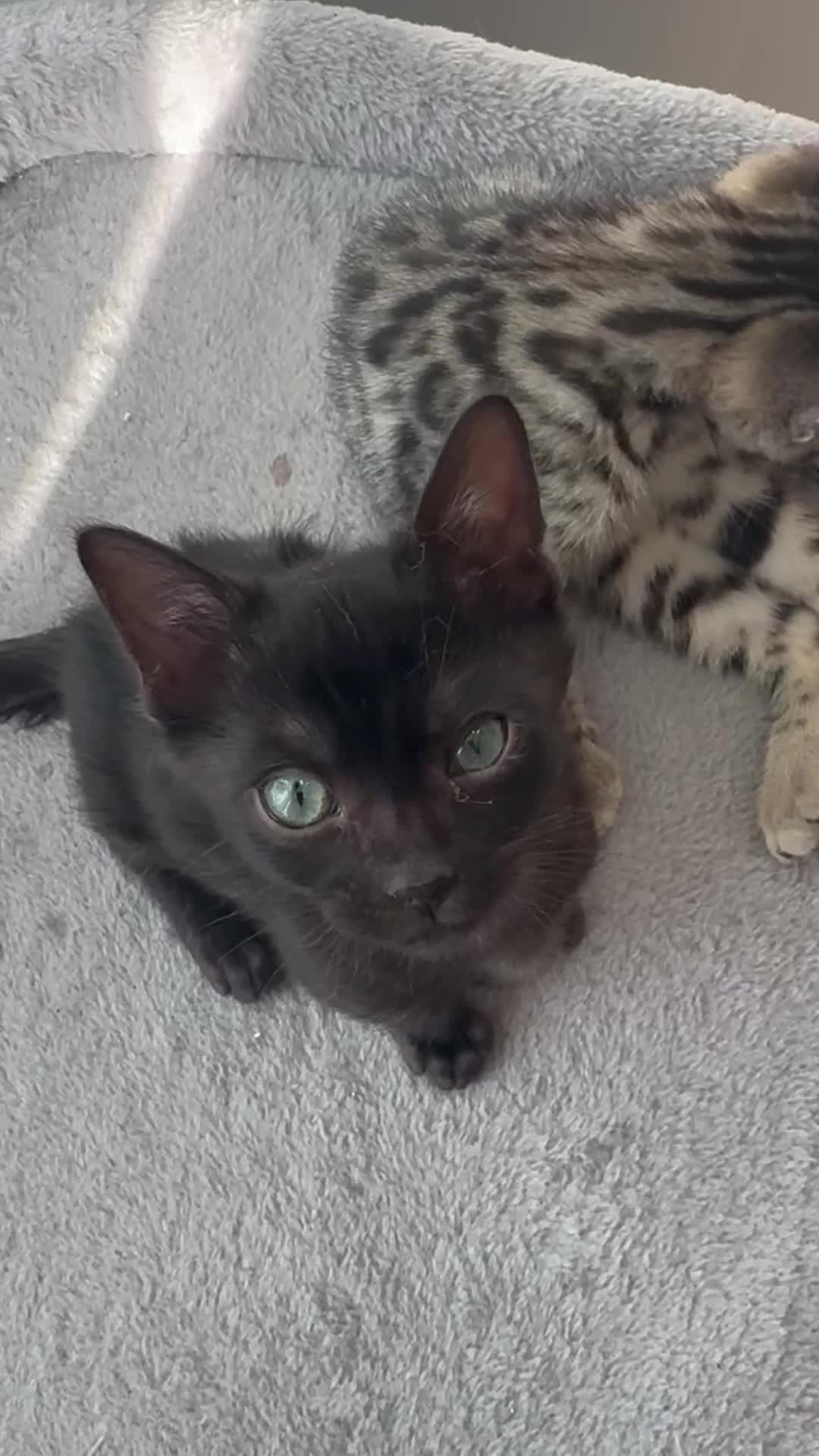 Bengal cats for sale: 9 weeks old bengal kitens - Video 3