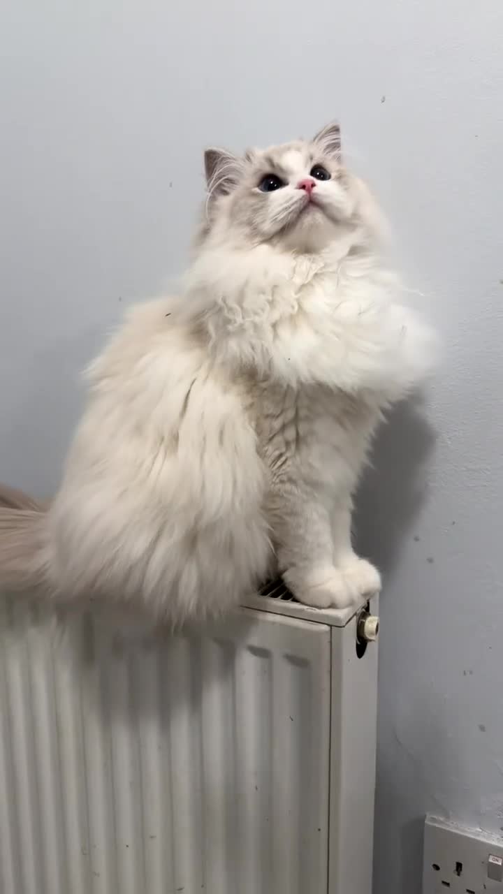 Ragdoll cats for sale: Female Blue Bi Colour and Kittens in Birmingham - Video 1