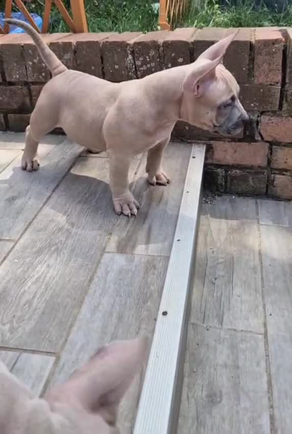 American Bully dogs for sale: American Bully Puppies - Video 4