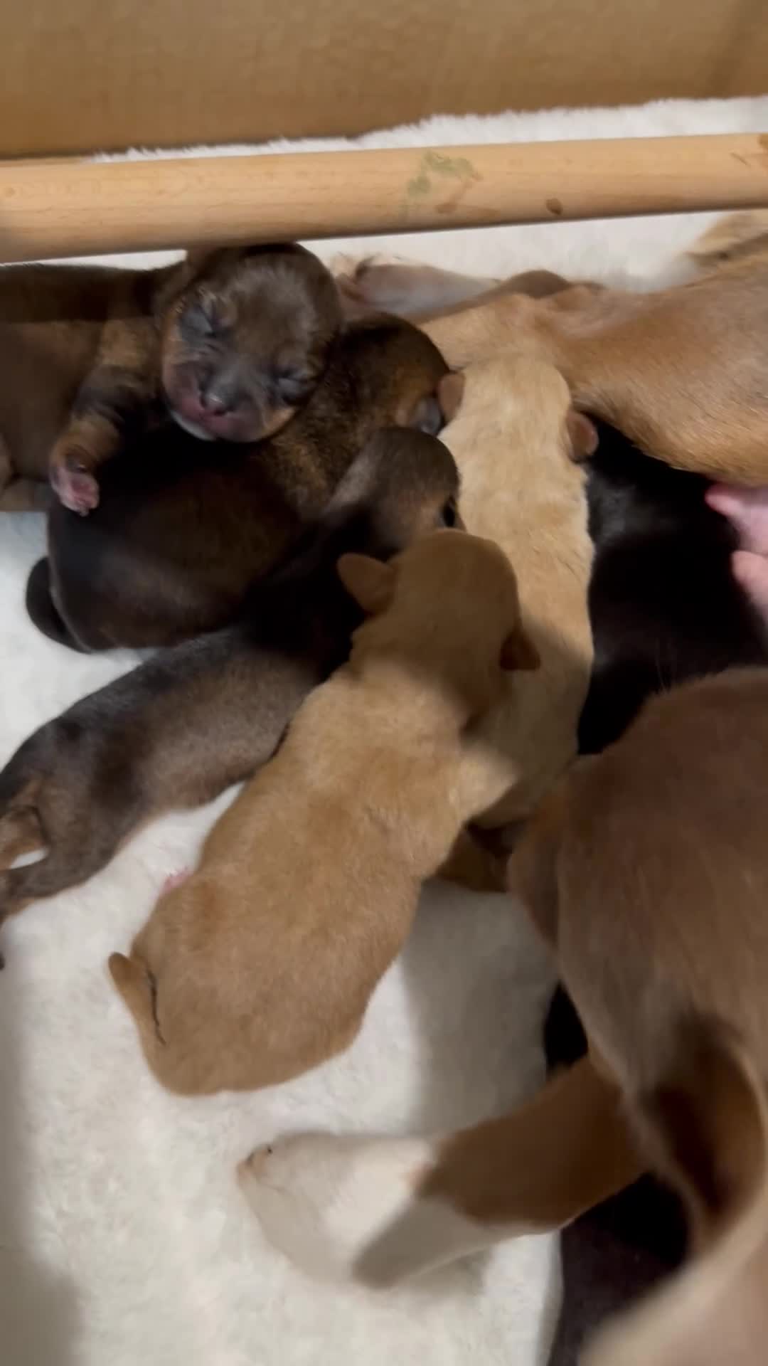 Jackapoo dogs for sale: Much Wenlock Jackapoo puppies - Rare & Special - Video 2