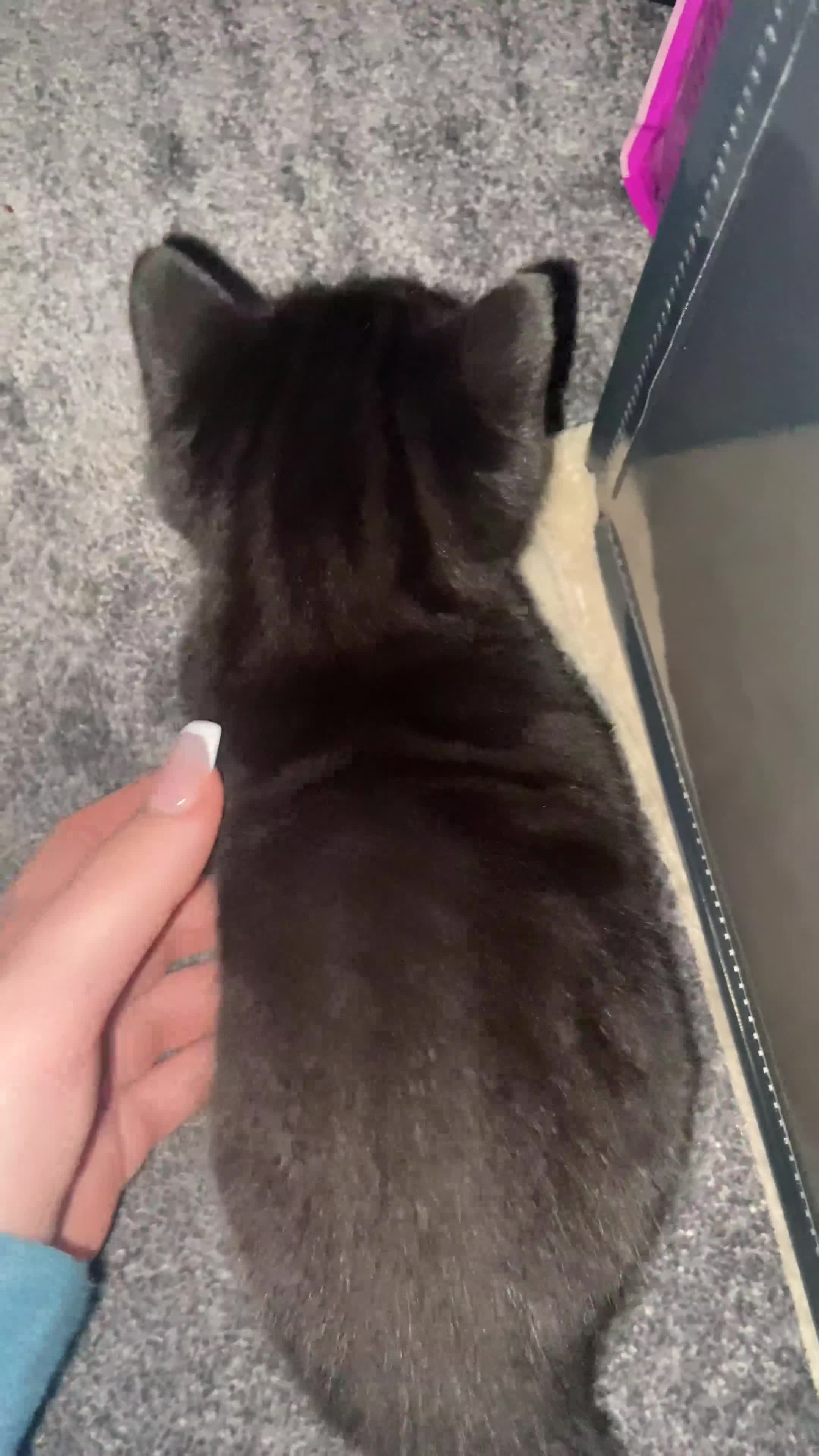 British Shorthair cats for sale: 2 female tabby kittens  - Video 1