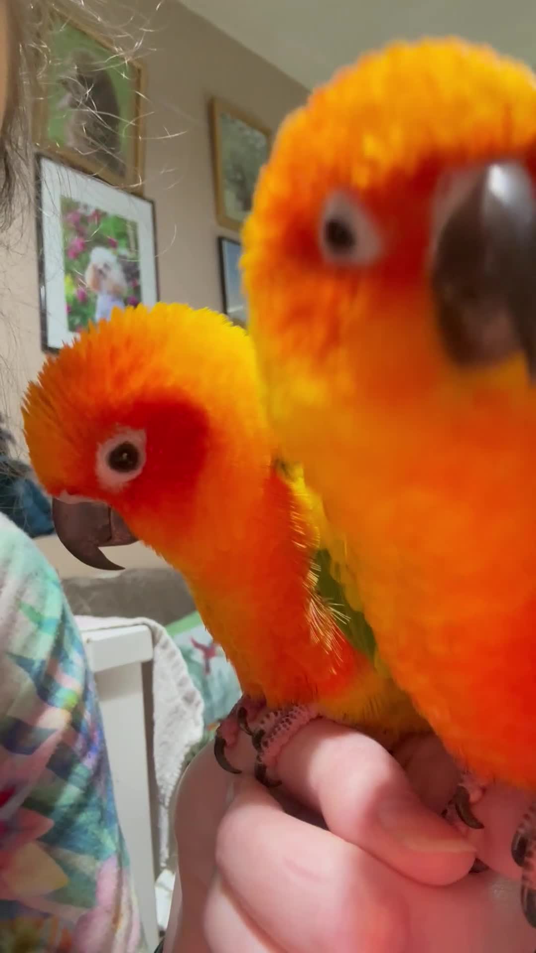 Conures birds for sale: Sun Conure pair  - Video 1