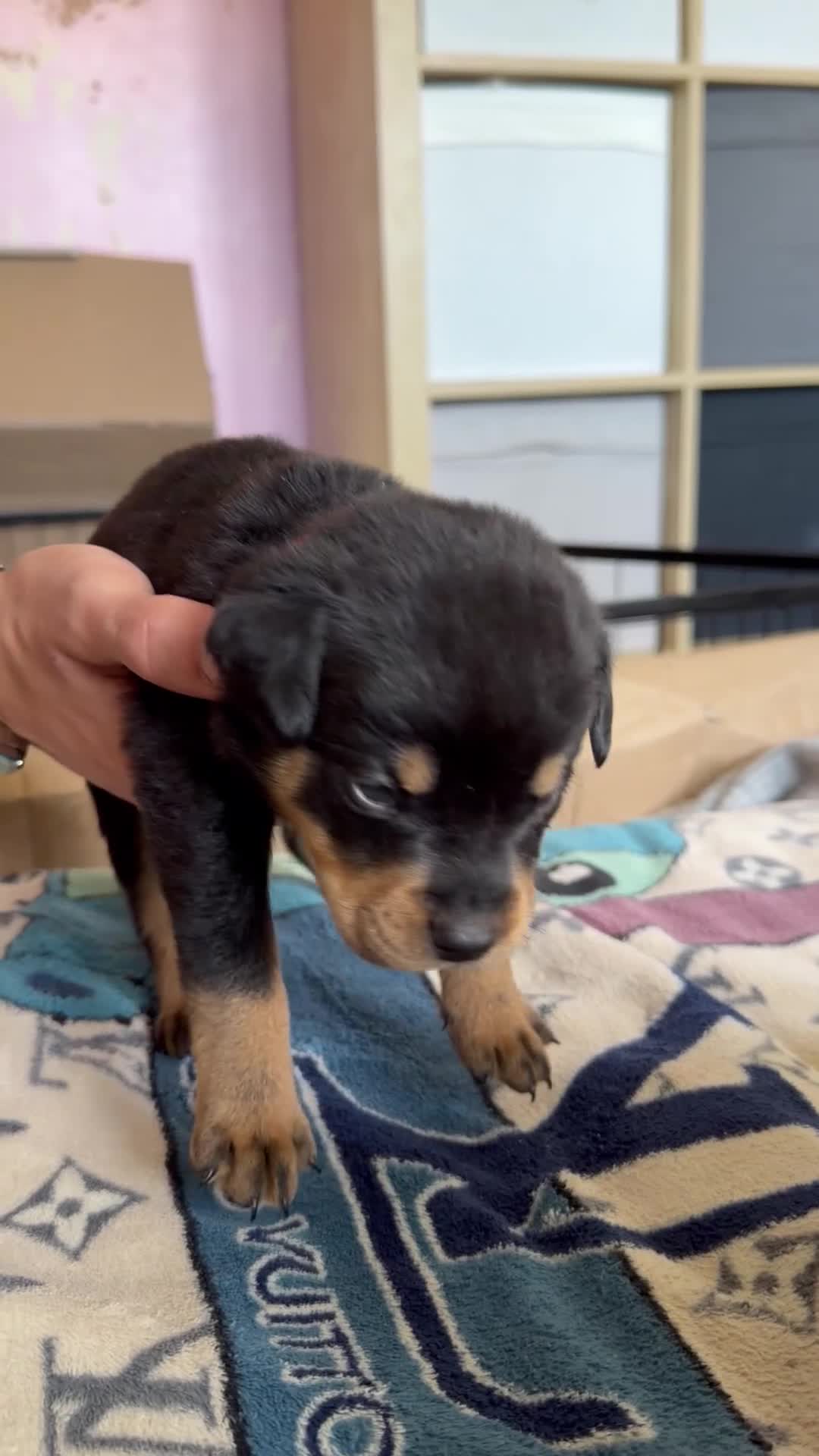 Rottweiler dogs for sale: 5 Rottweiler puppies for sale  - Video 1