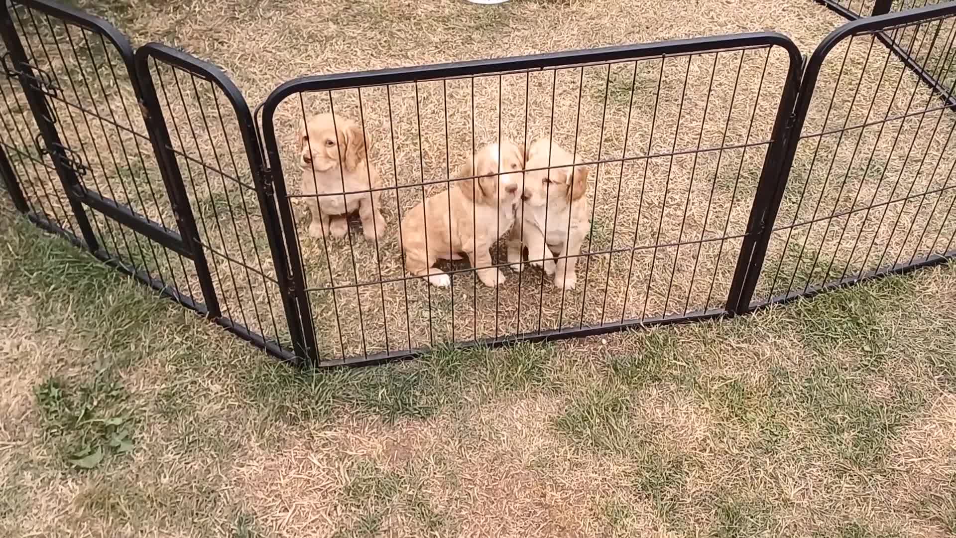 Cocker Spaniel dogs for sale: Male Working Cocker Spaniels - Video 1