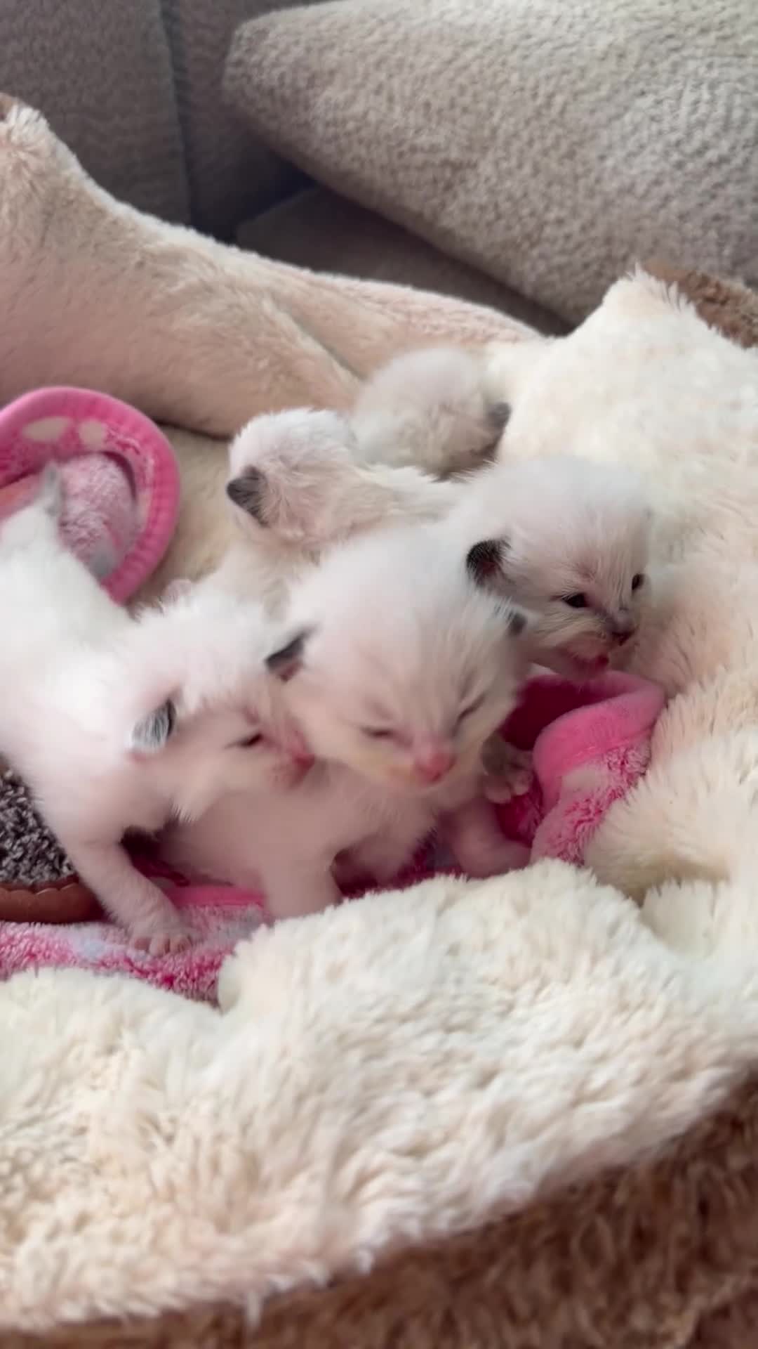 Ragdoll cats for sale: 5 Stunning Ragdoll dolls  - Video 1