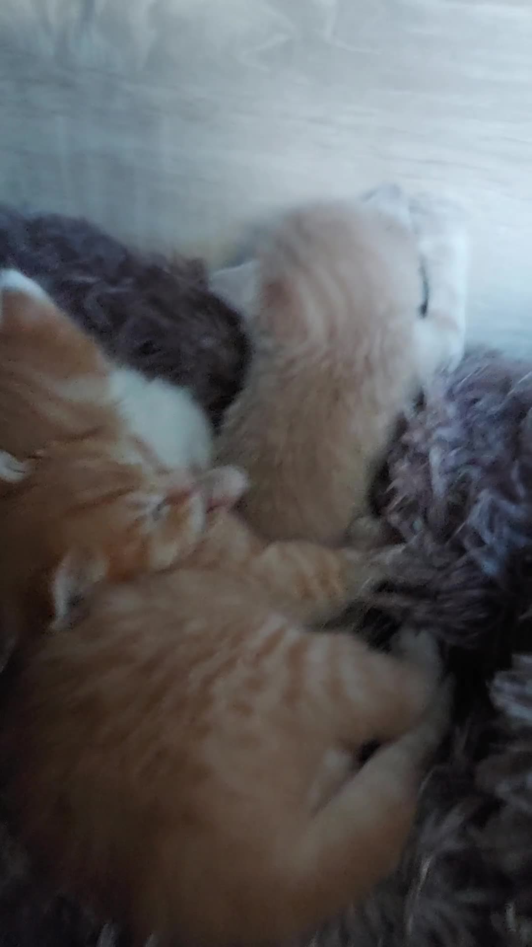 American Shorthair cats for sale: 4 kittens  - Video 5