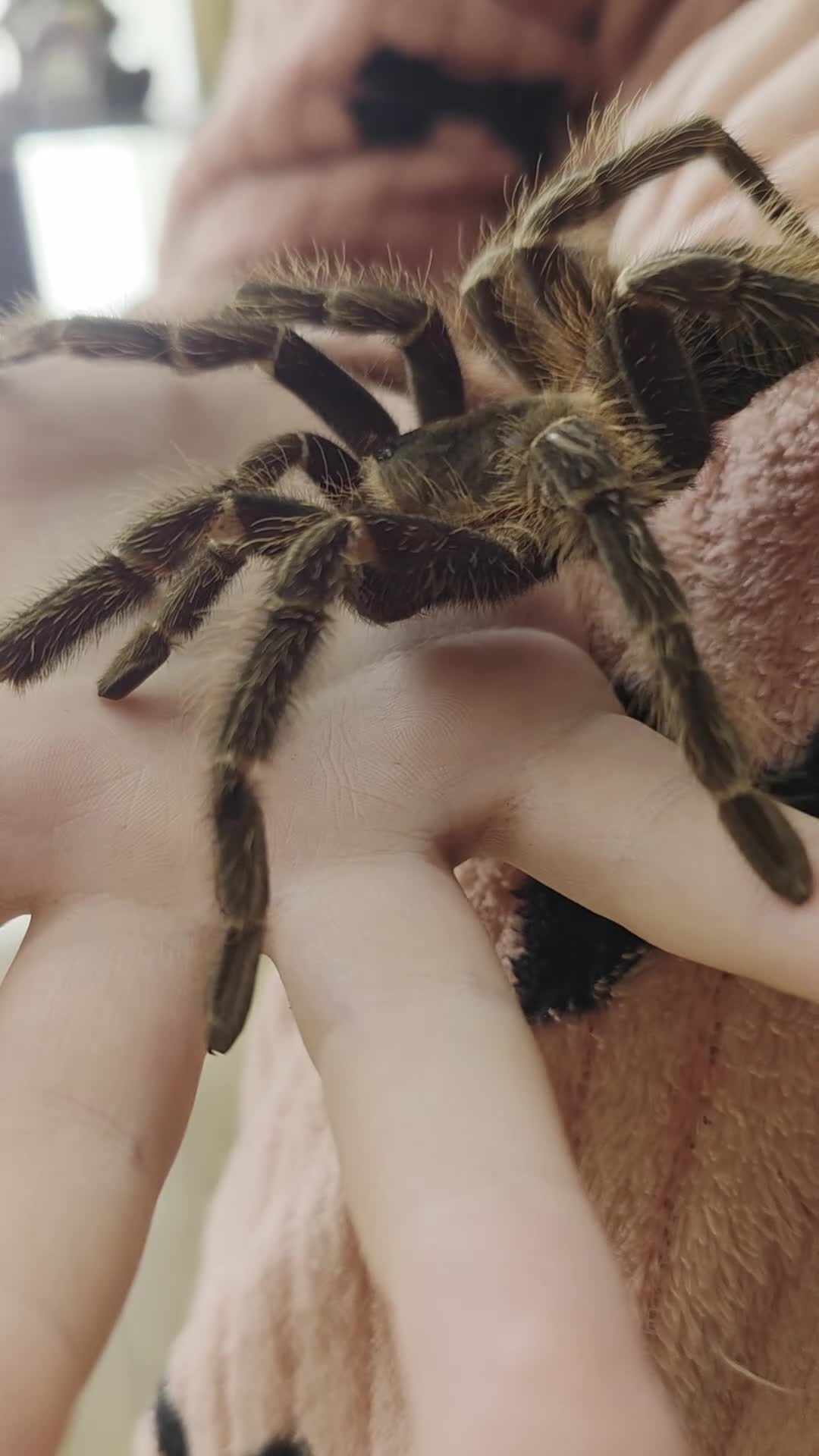 Tarantulas invertebrates for sale: Tarantulas for sale  - Video 2