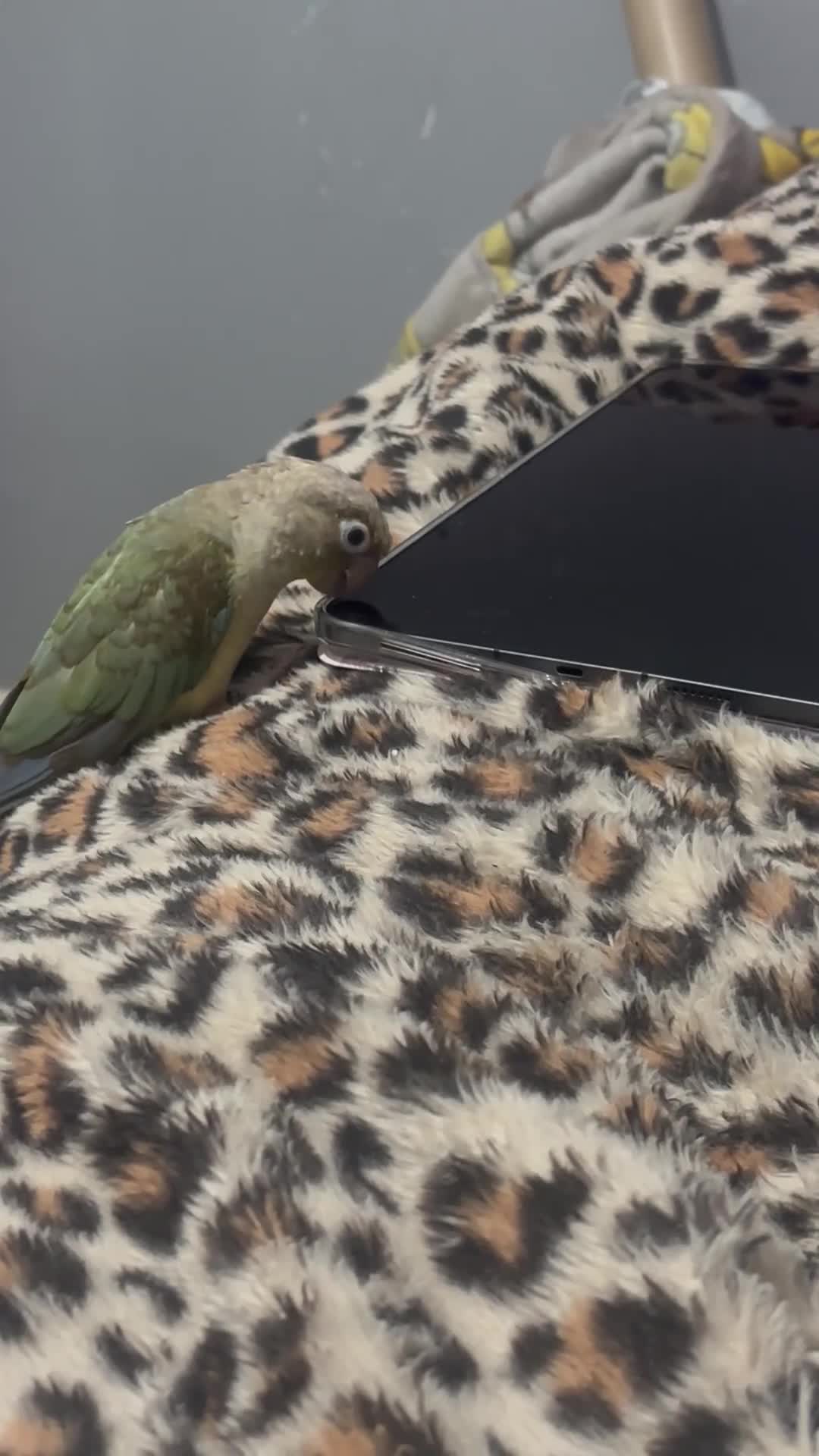 Conures birds for sale: Semi tame Cinnamon Conure - Video 2