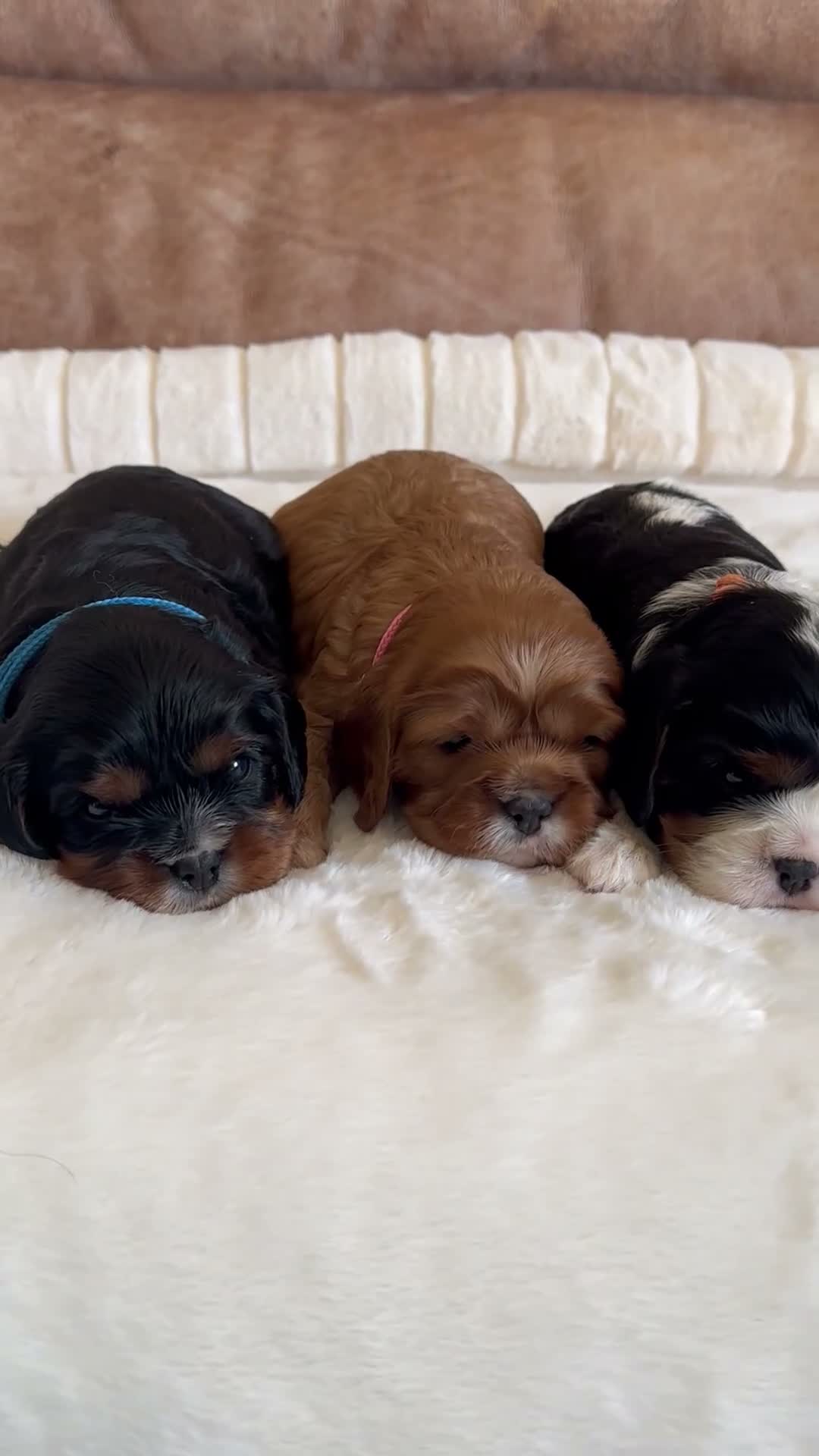 Cavalier King Charles Spaniel dogs for sale: * KC Reg Health Tested Puppies *  - Video 2