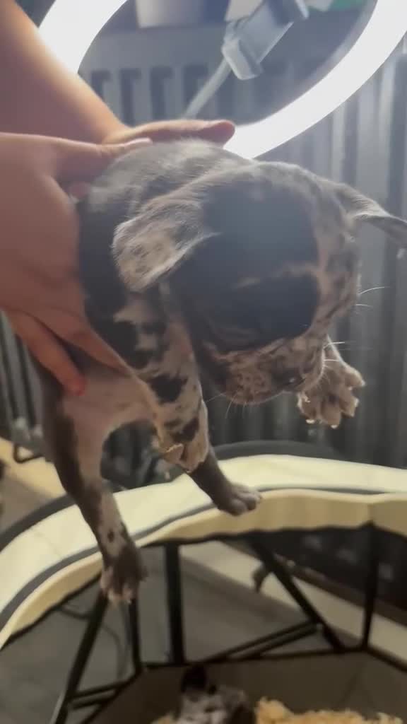 French Bulldog dogs for sale: French bull dog puppys - Video 5