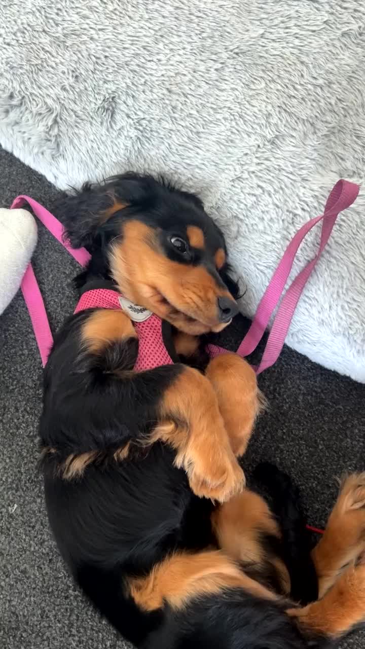 Cocker Spaniel dogs for sale: Rare Black and Tan Cocker spaniel - Video 1