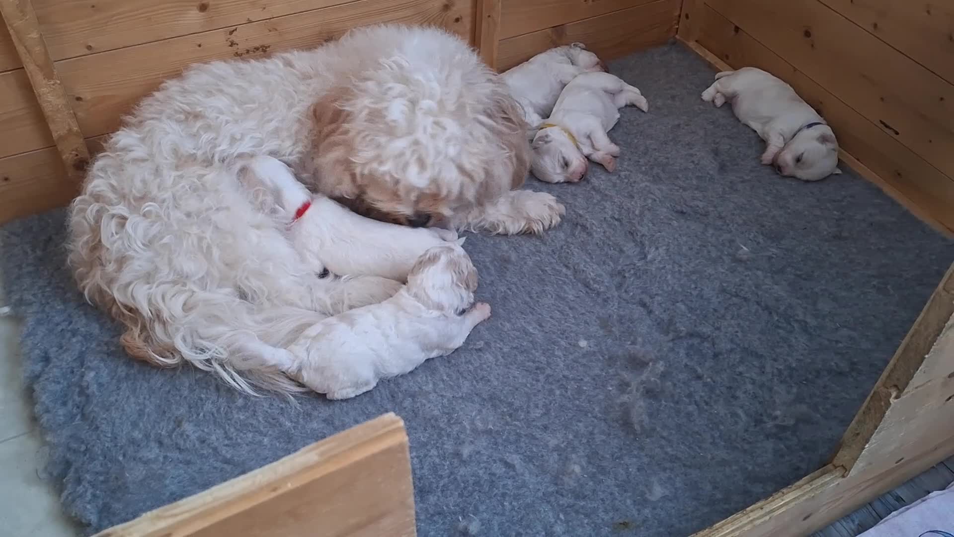 Cavachon dogs for sale: Beautiful Cavachon Puppies Needing Forever Homes - Video 3