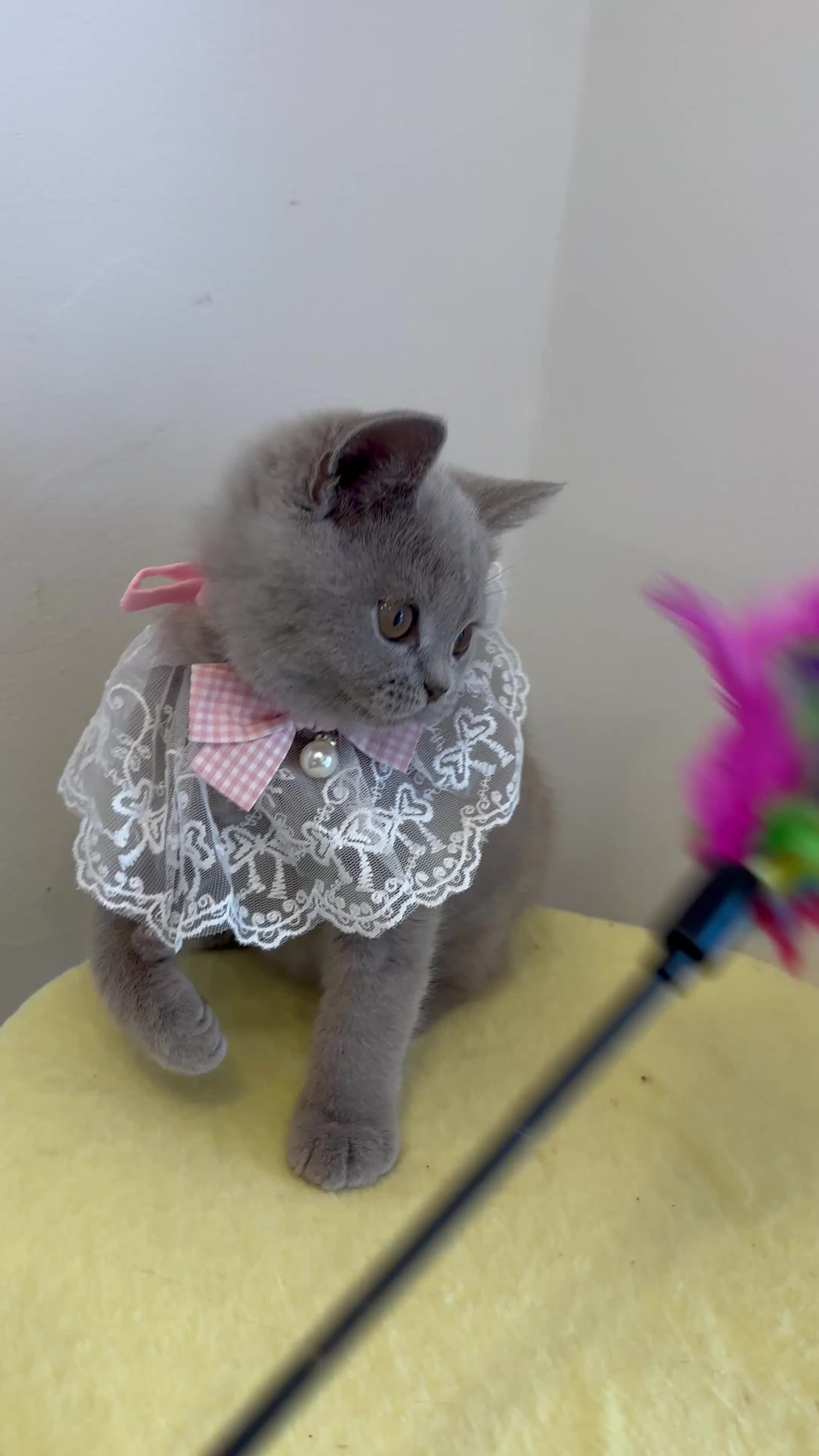 British Shorthair cats for sale: British Short Hair TICA REG Ready now  - Video 4