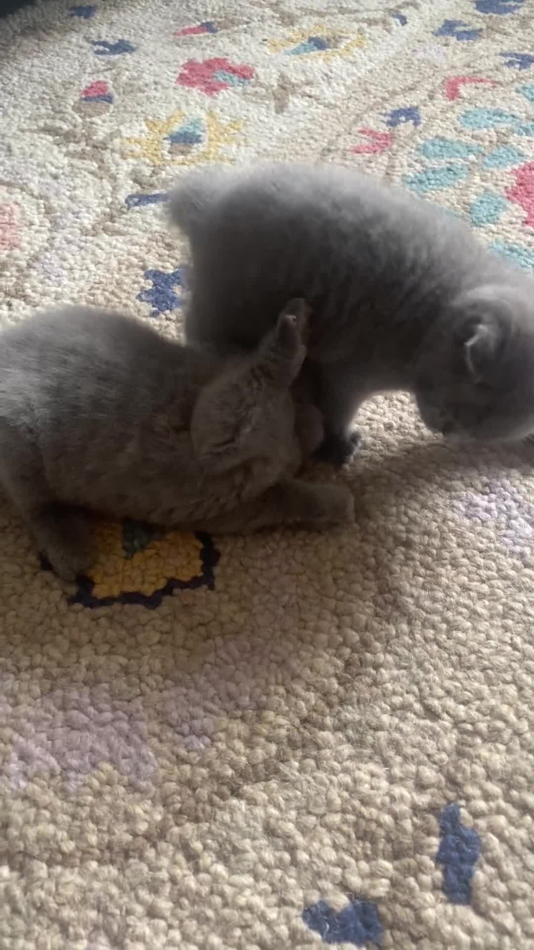 British Shorthair cats for sale: british shorthair boys kittens for sale - Video 1