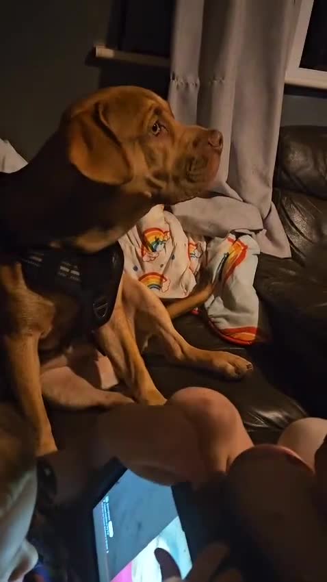 Mixed Breed dogs for sale: Medium size dog  - Video 2