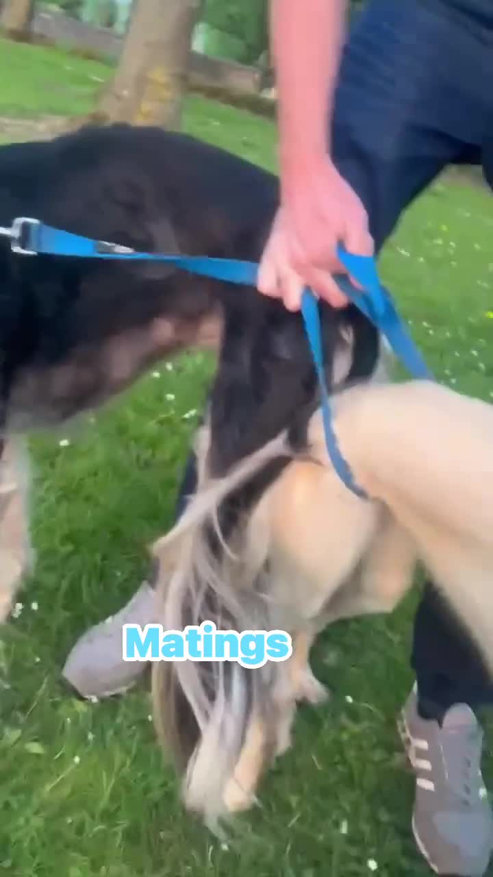 Saluki dogs for sale: KC registered saluki puppies (American bloodlines) - Video 3