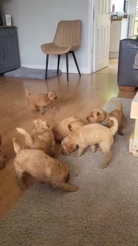 Double Doodle dogs for sale: Doubledoodle - Video 2