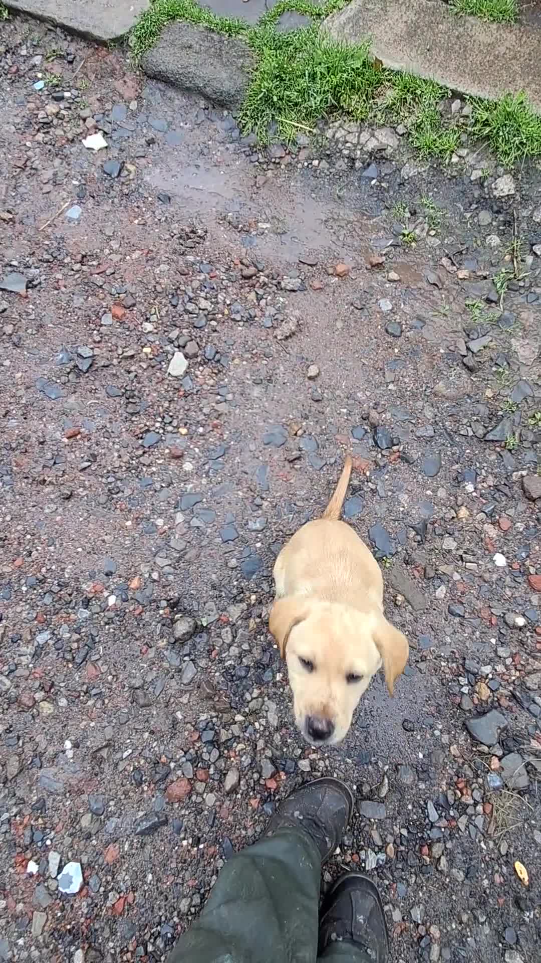 Labrador Retriever dogs for sale: Labrador Pups in Pontypool - Video 1