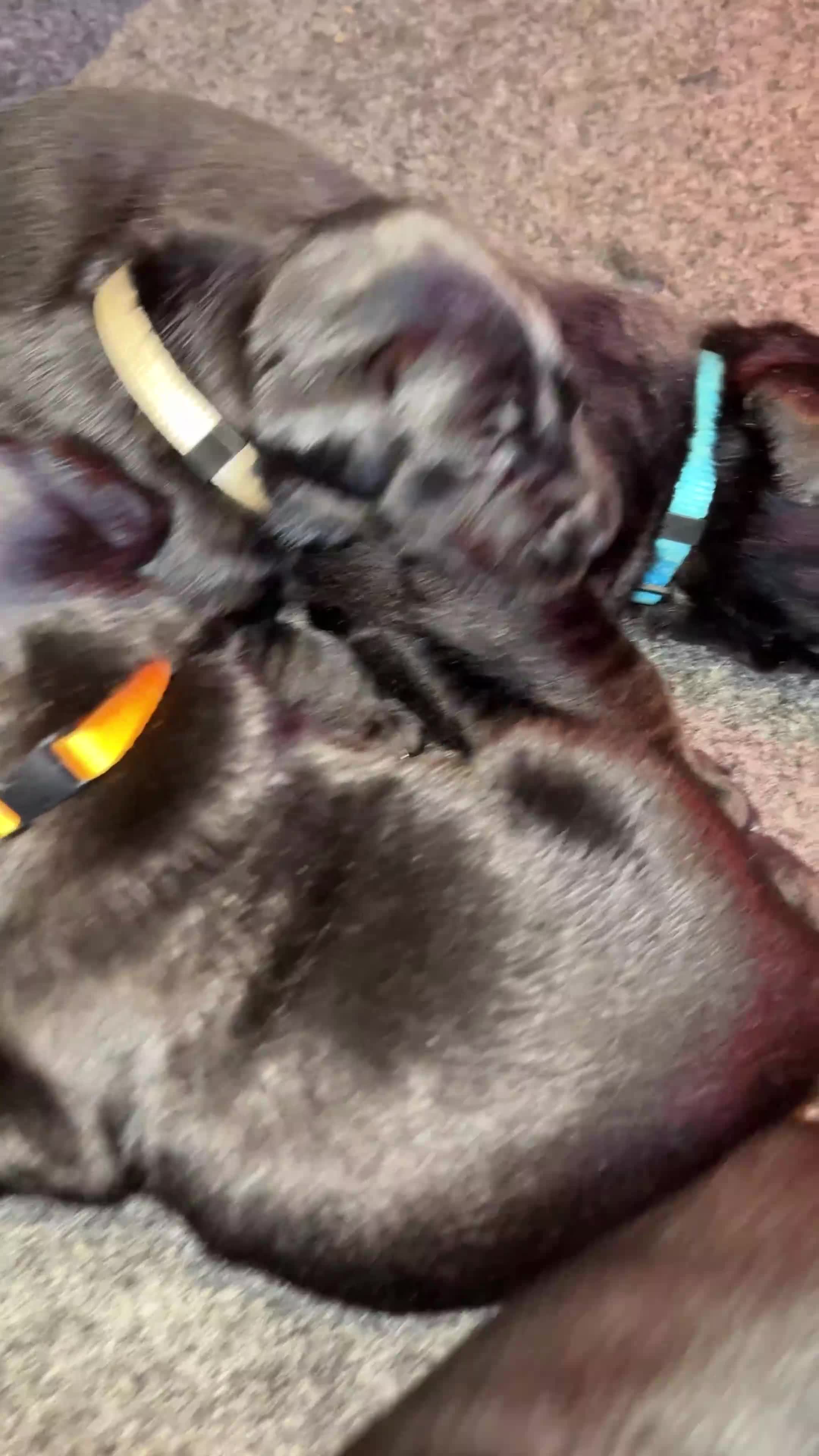 Labrador Retriever dogs for sale: Stunning KC Registered Black Labrador Girl Puppies - Video 1